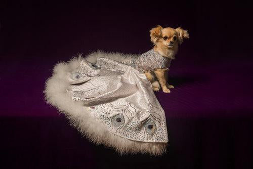 11 Most Expensive Pet Accessories Ever