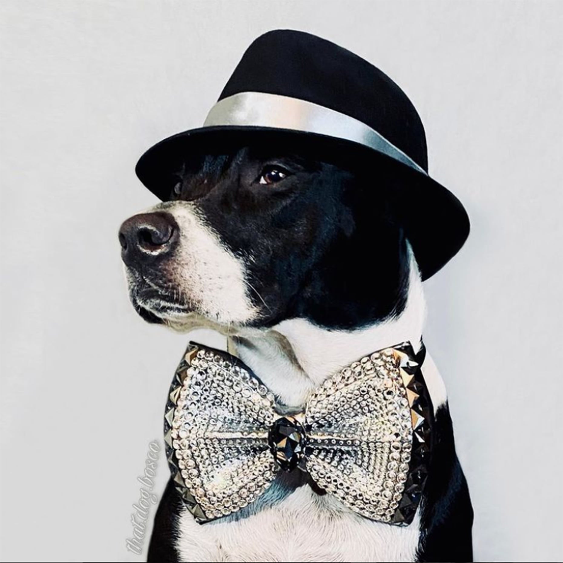 Luxury Pet Bow Tie 