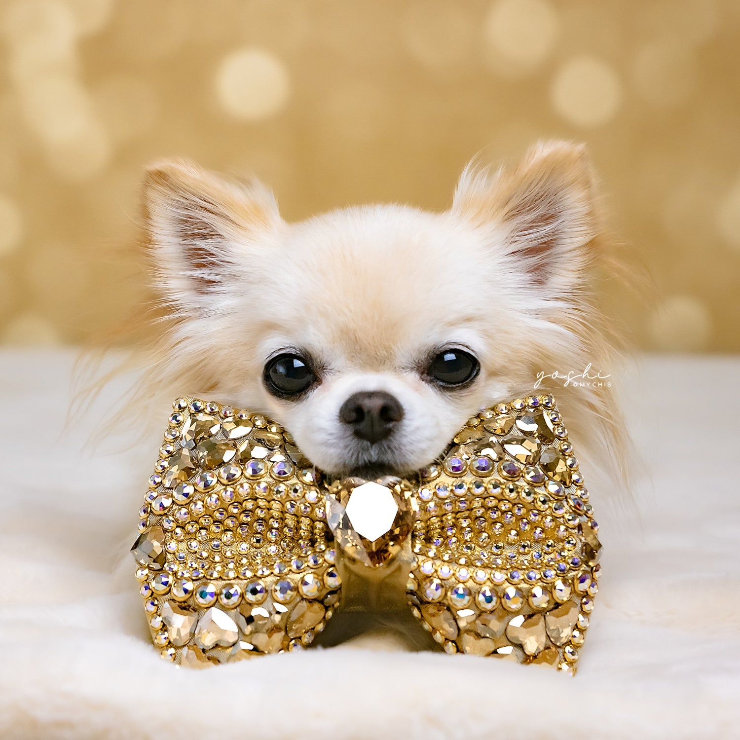 Laxury Dog Dress Blessing Babies【Bliss】 Wedding dog satin dress | Dog Flower girl Dress | Blush