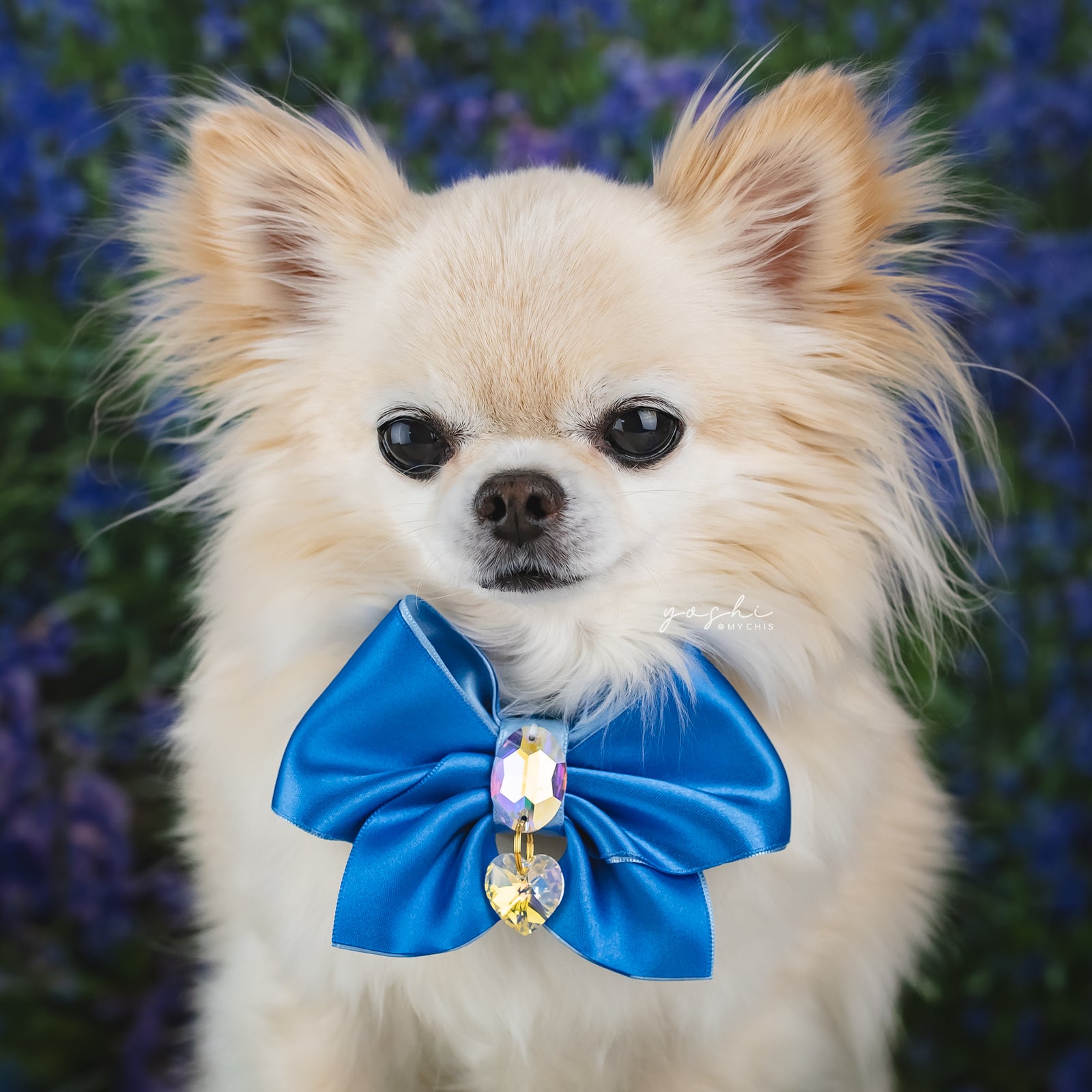 Bluebells Clara Bow, Petite