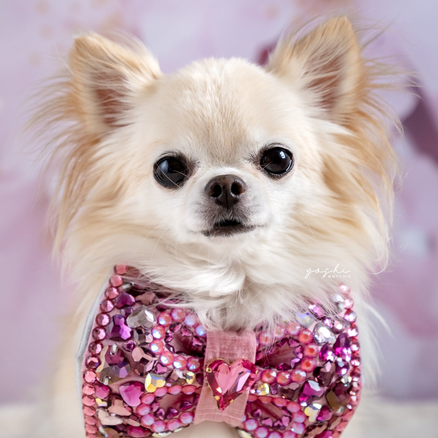 VIP Sweetheart Bow ∙ Medium ∙ Pink