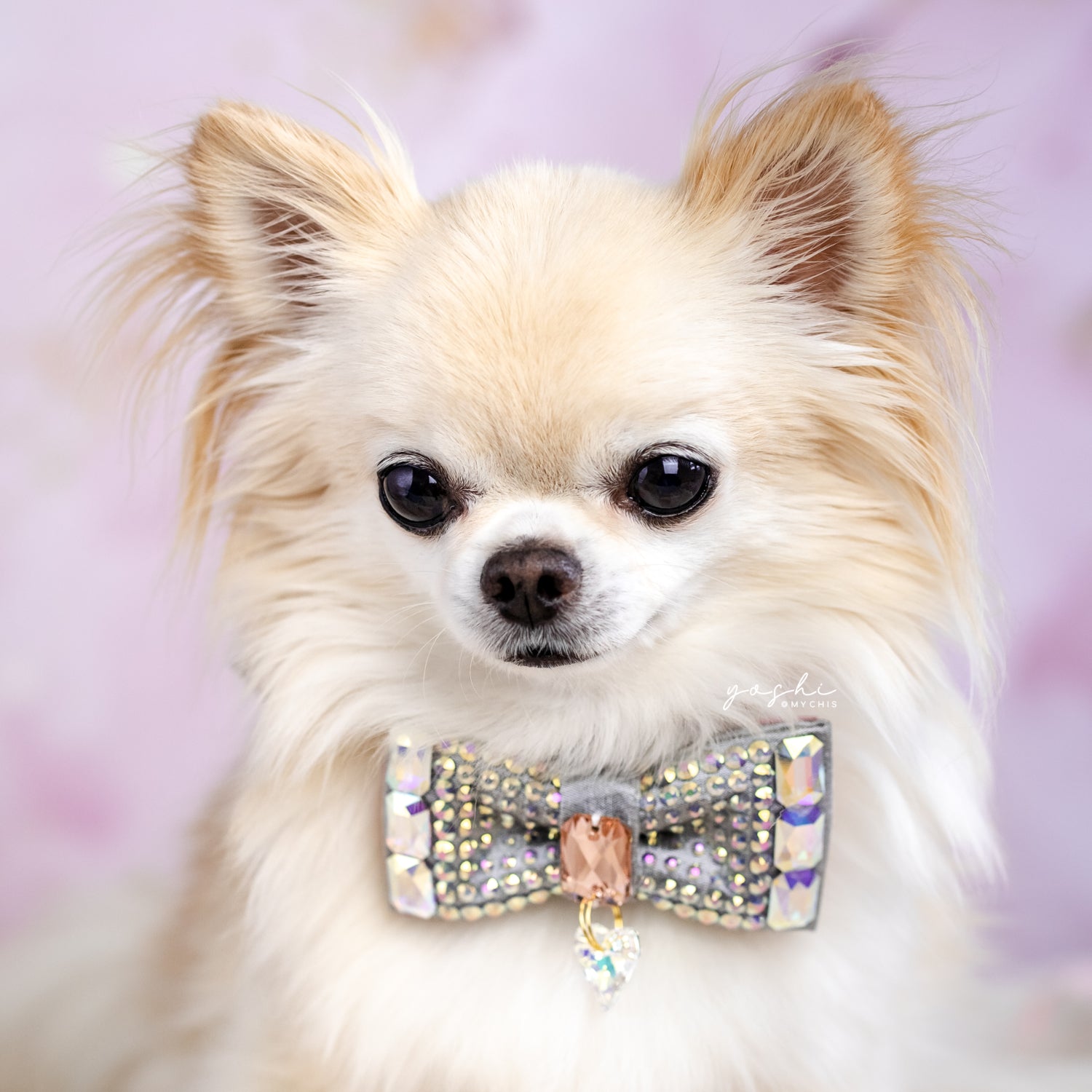 VIP Monarch Bow ∙ Mini ∙ Silver