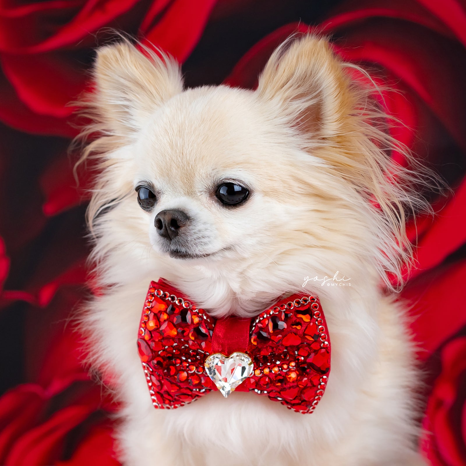 Ruby Rose VIP Queen of Hearts, Petite