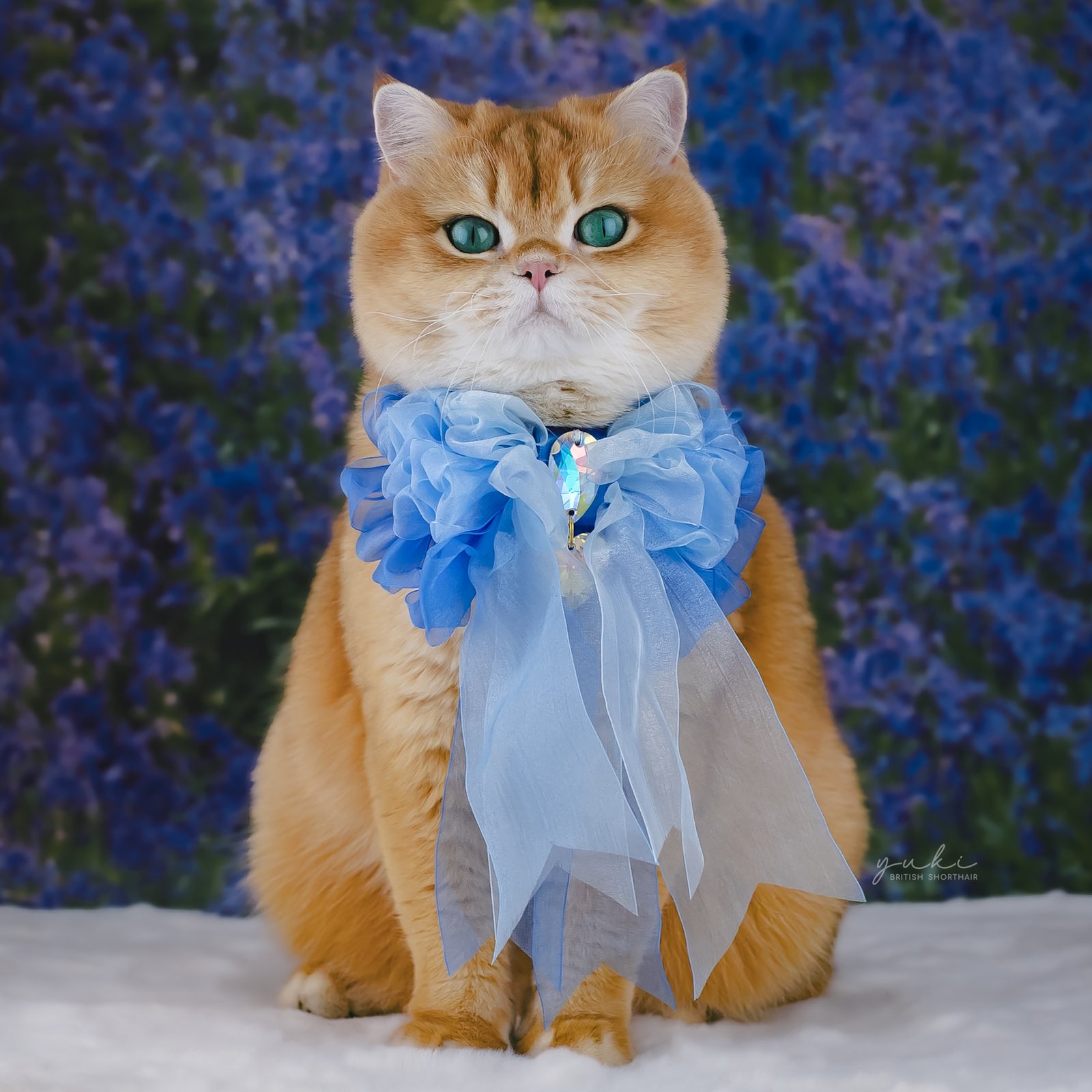 Bluebells Organza Rose, Grand