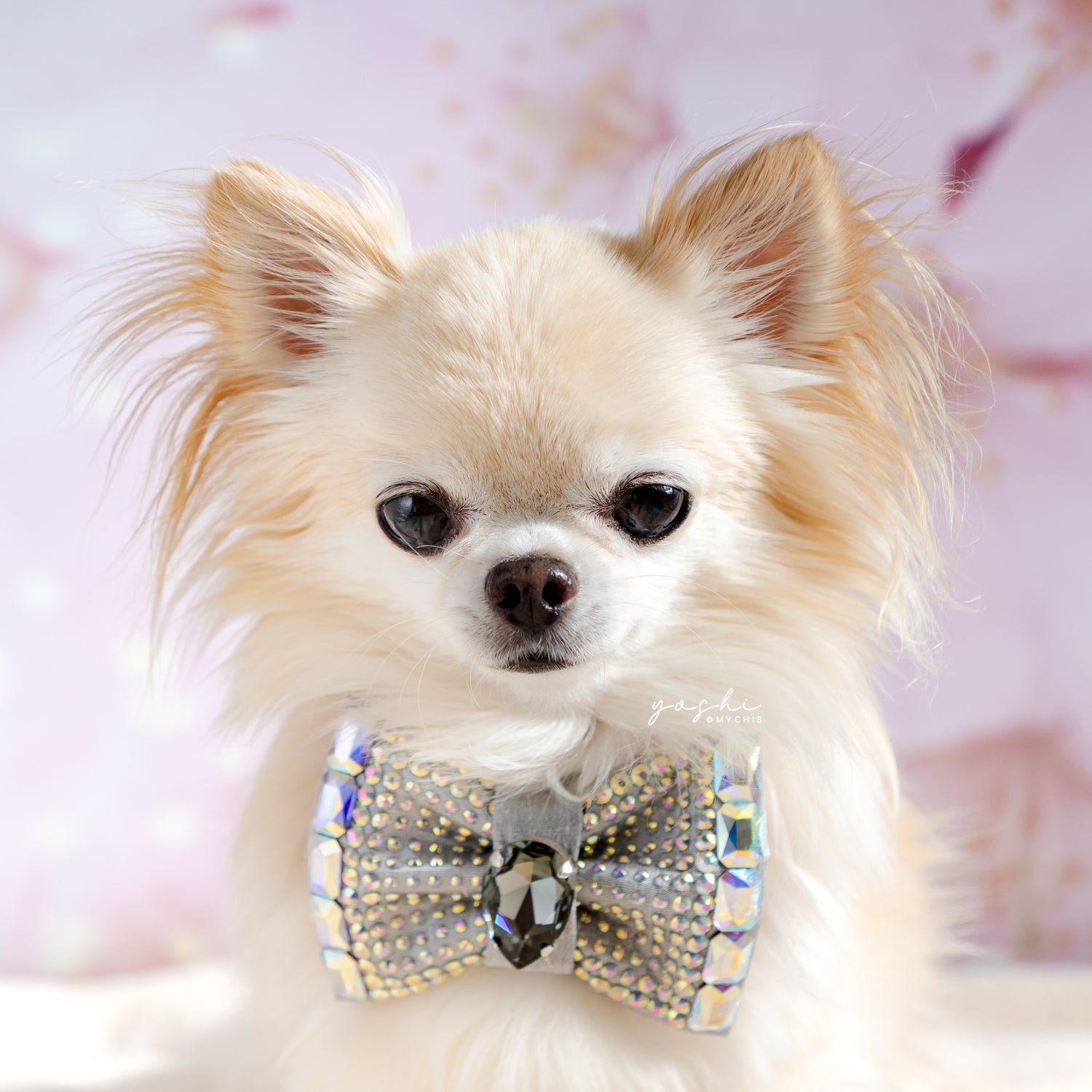 VIP Monarch Bow ∙ Petite ∙ Silver