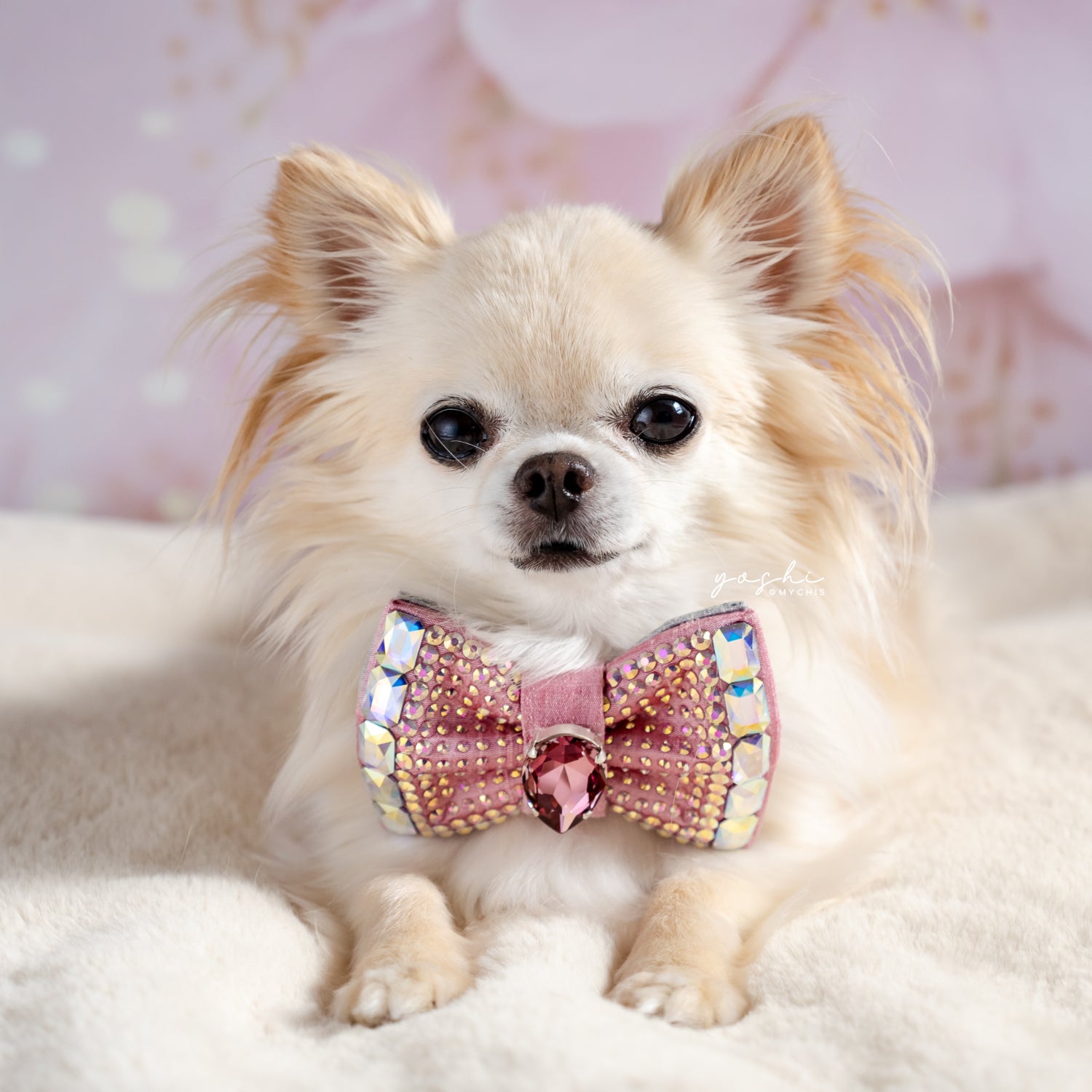 VIP Monarch Bow ∙ Petite ∙ Pink