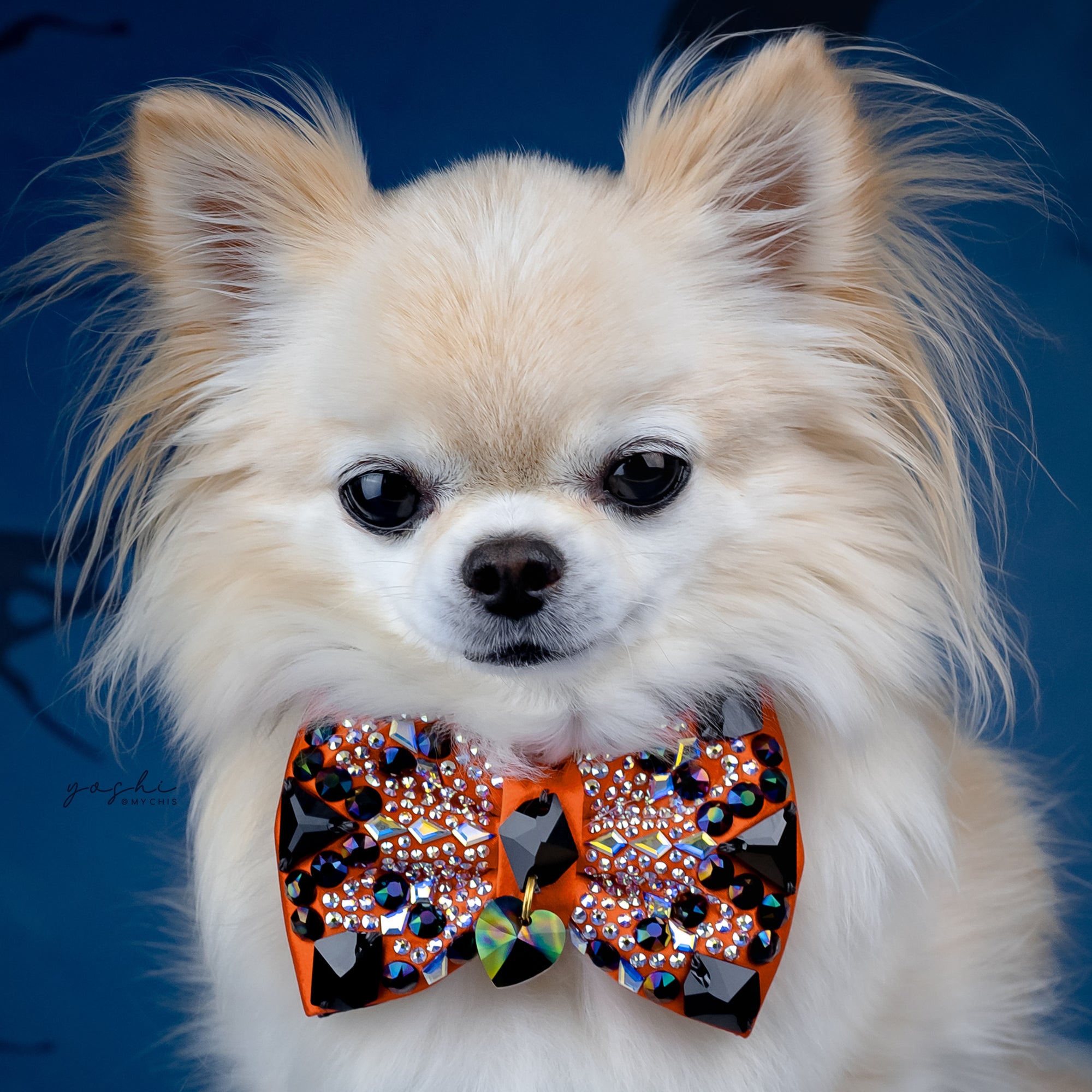 Spooktacular VIP Gizmo Bow, Petite