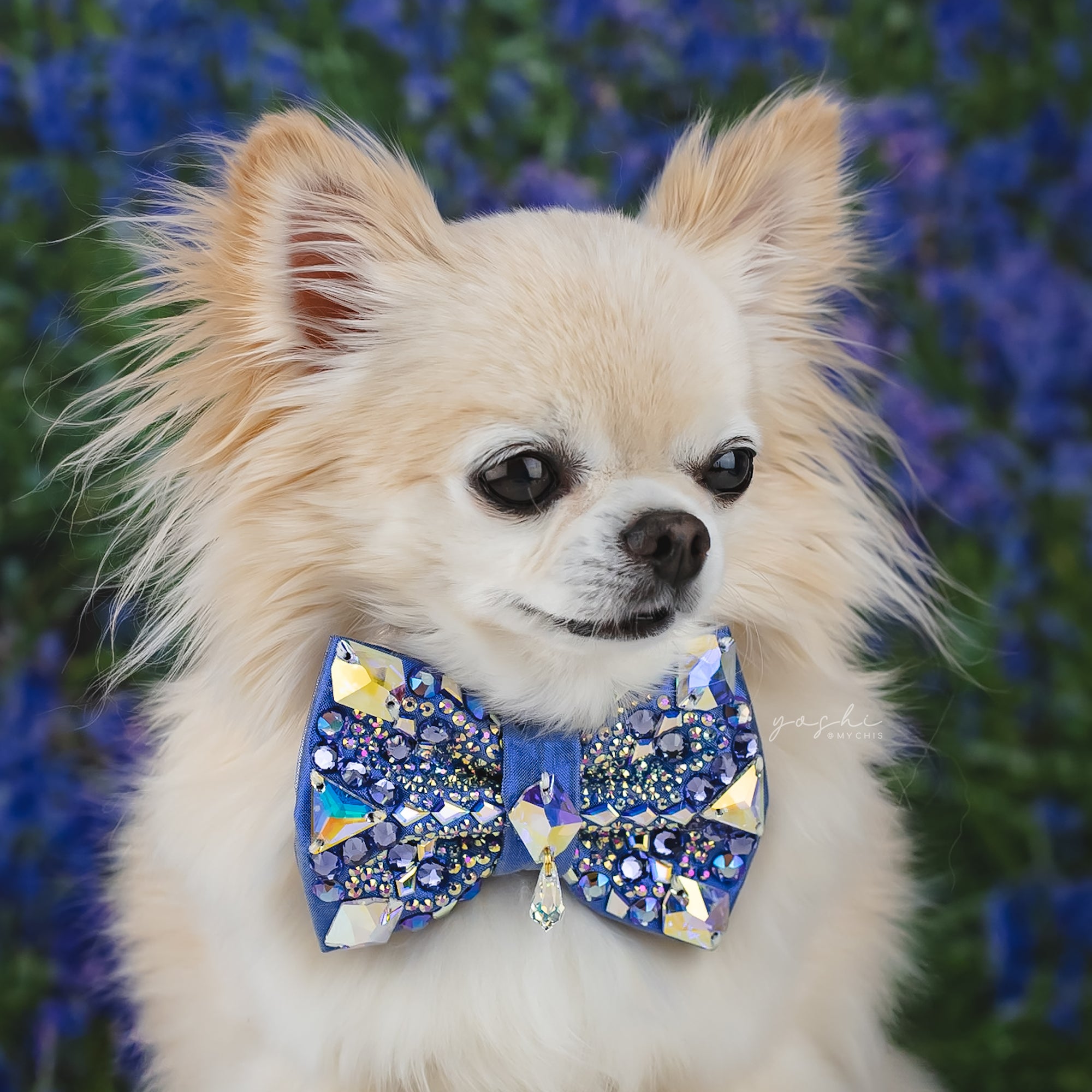 Bluebells VIP Gizmo Bow, Petite