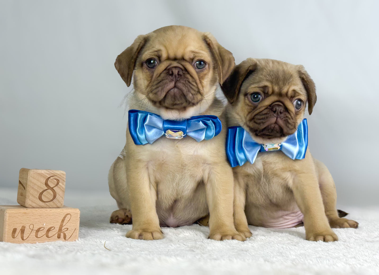 Bluebells Amara Bow, Petite