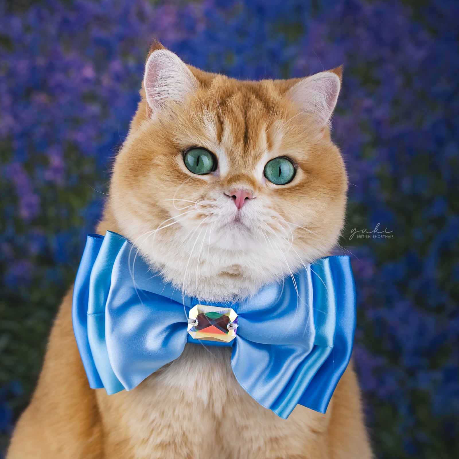 Bluebells Amara Bow, Medium