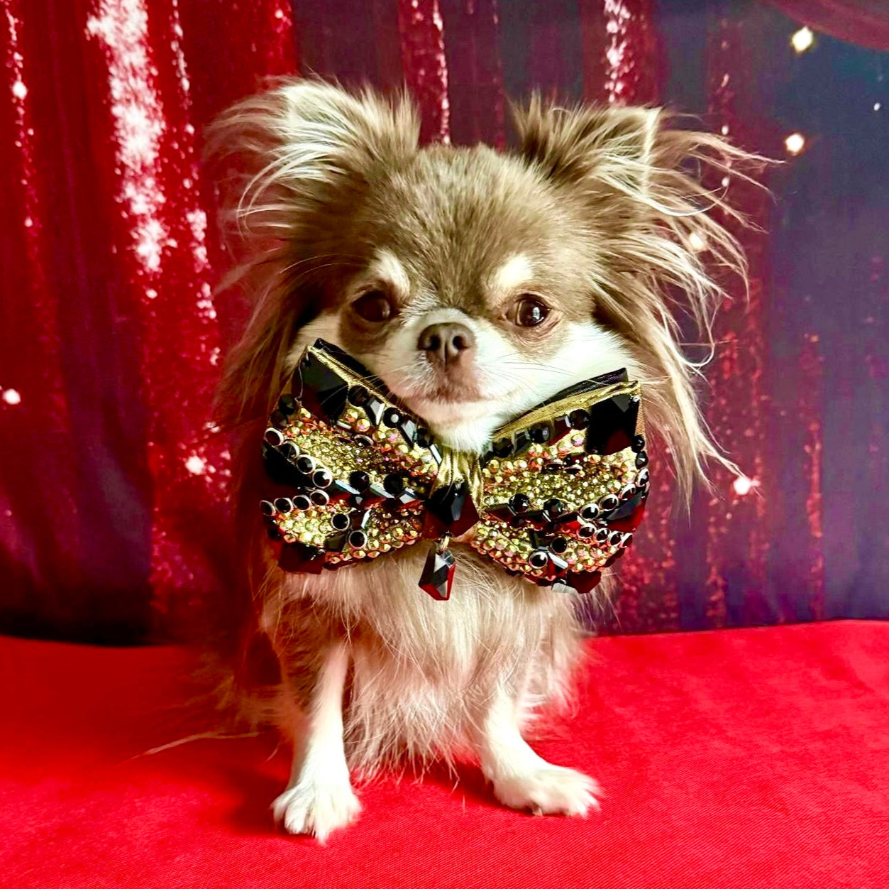 Hollywood VIP Gizmo Bow, Medium