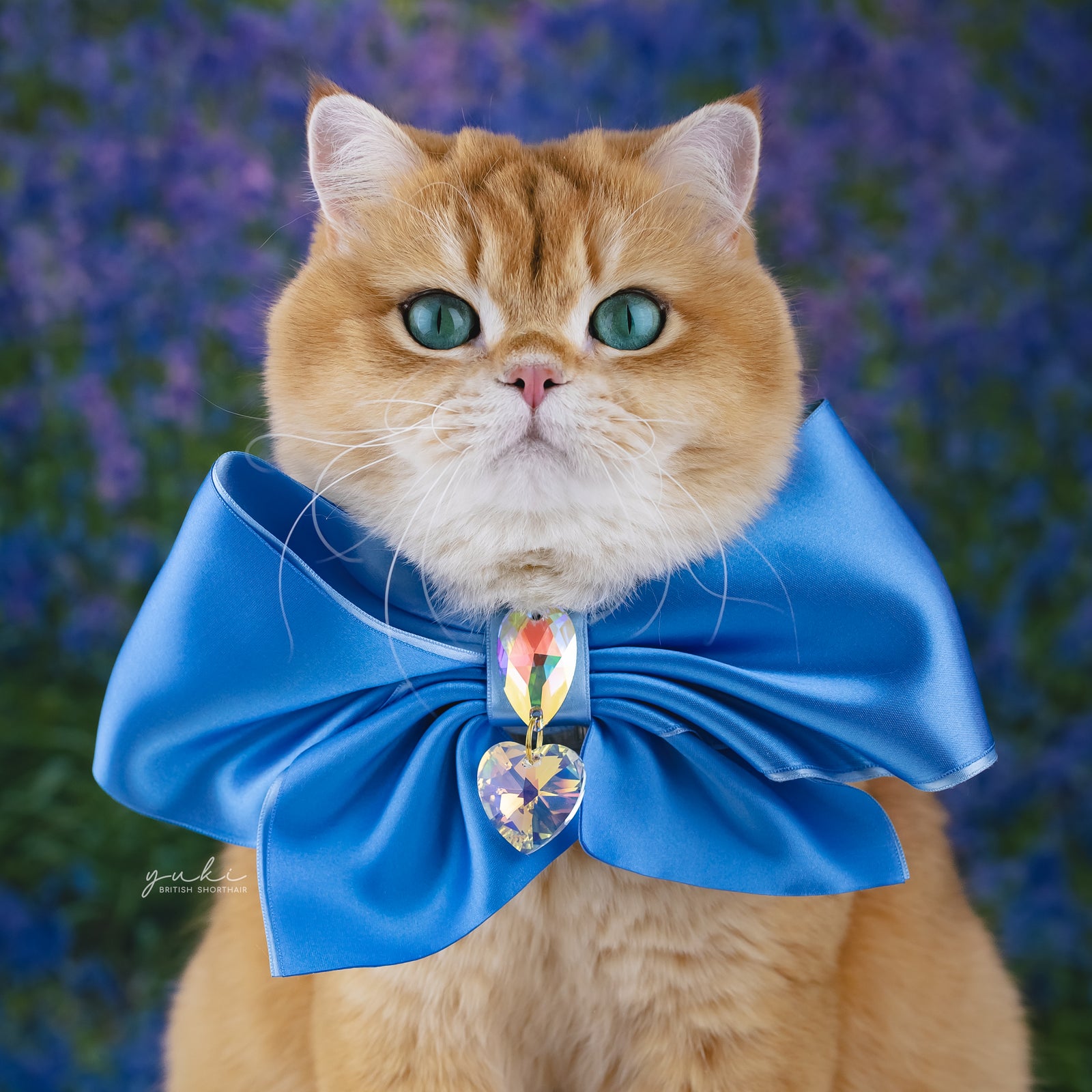 Bluebells Clara Bow, Grand