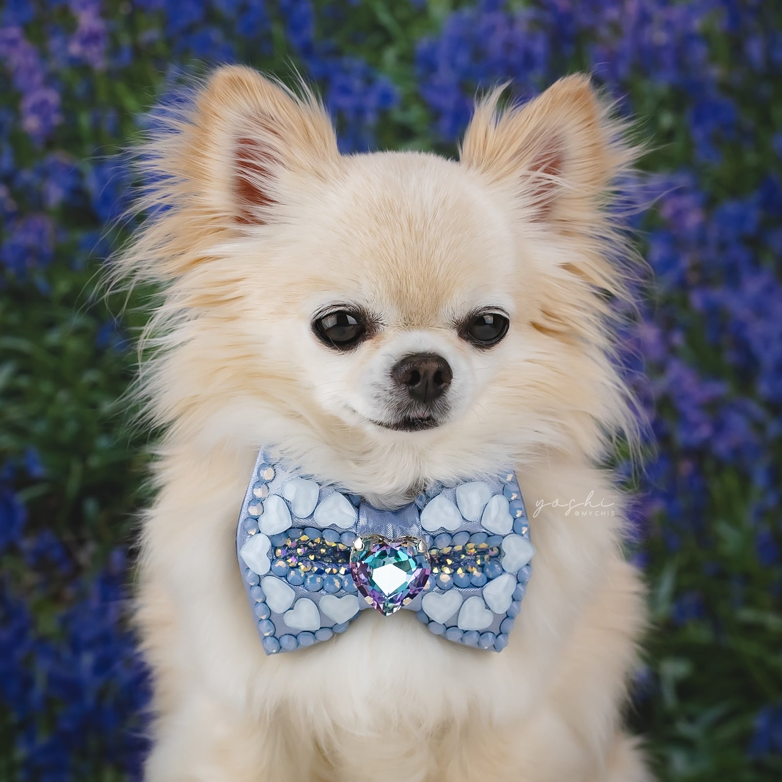 Bluebells Queen of Hearts VIP Bow, Petite