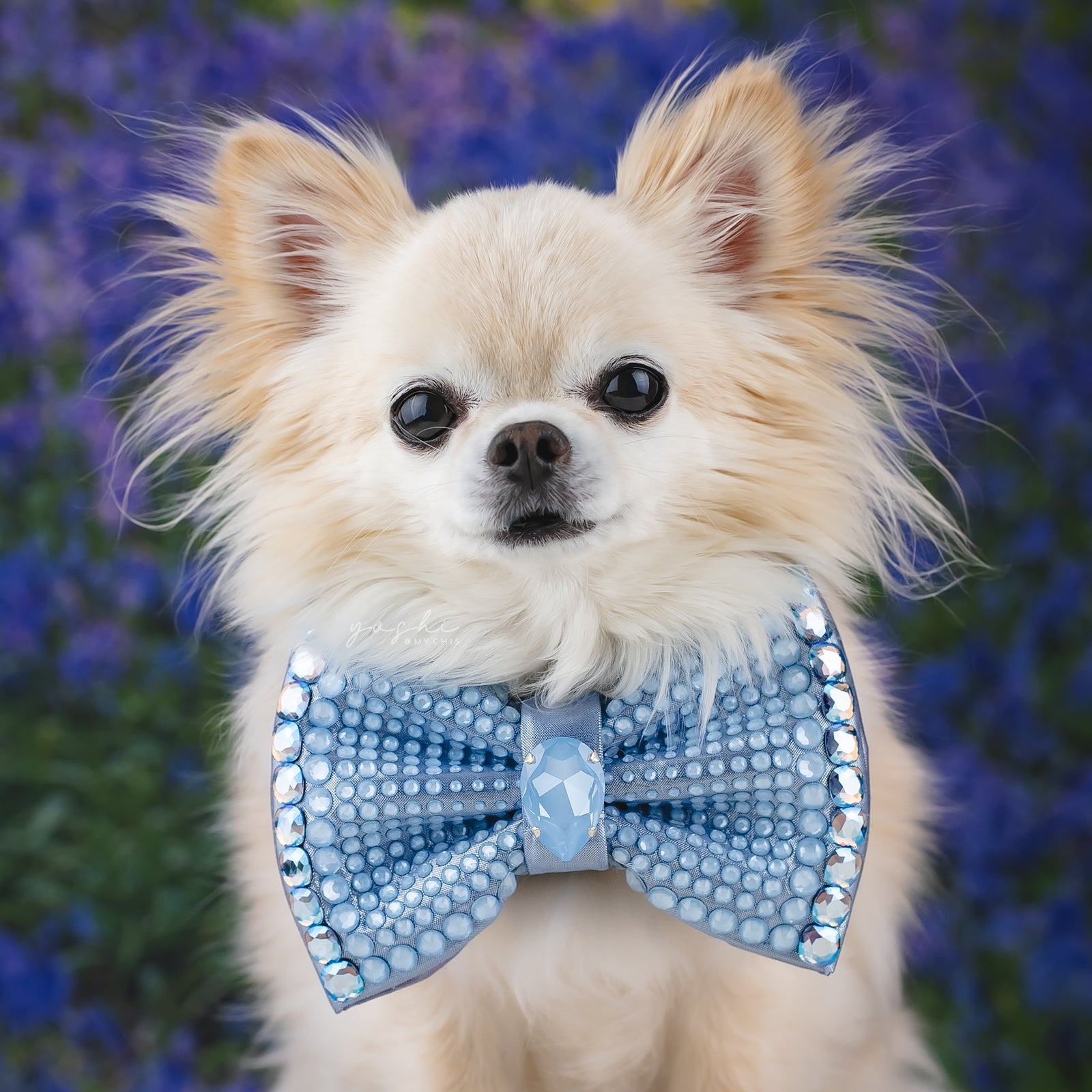 Bluebells VIP Monarch Bow, Blue, Medium