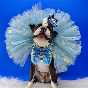 Dog wearing a blue tutu and decorative bow tie on a blue background