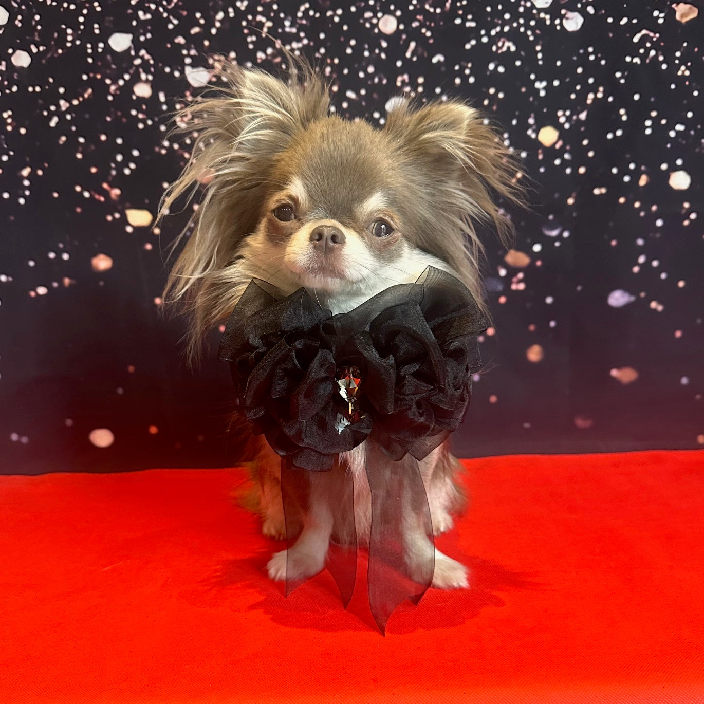 The Oscars Organza Rose, Grand