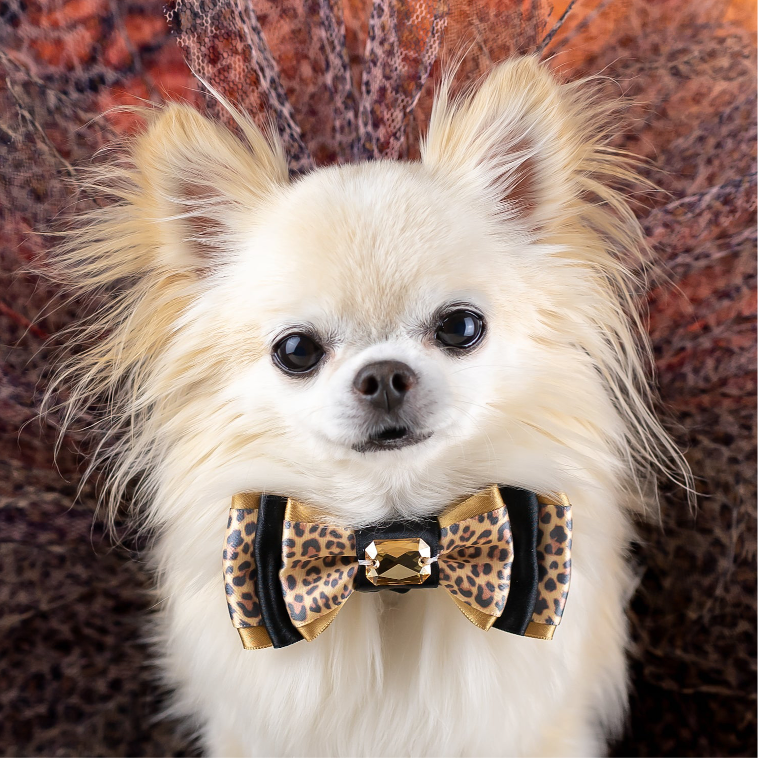 Serengeti Amara Bow, Petite