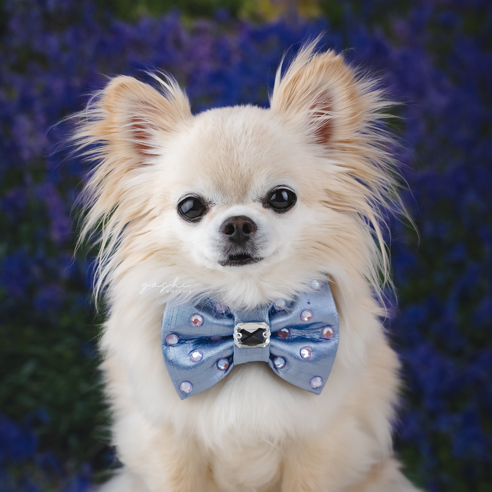 Bluebells Reversible Bejewelled Bow, Petite