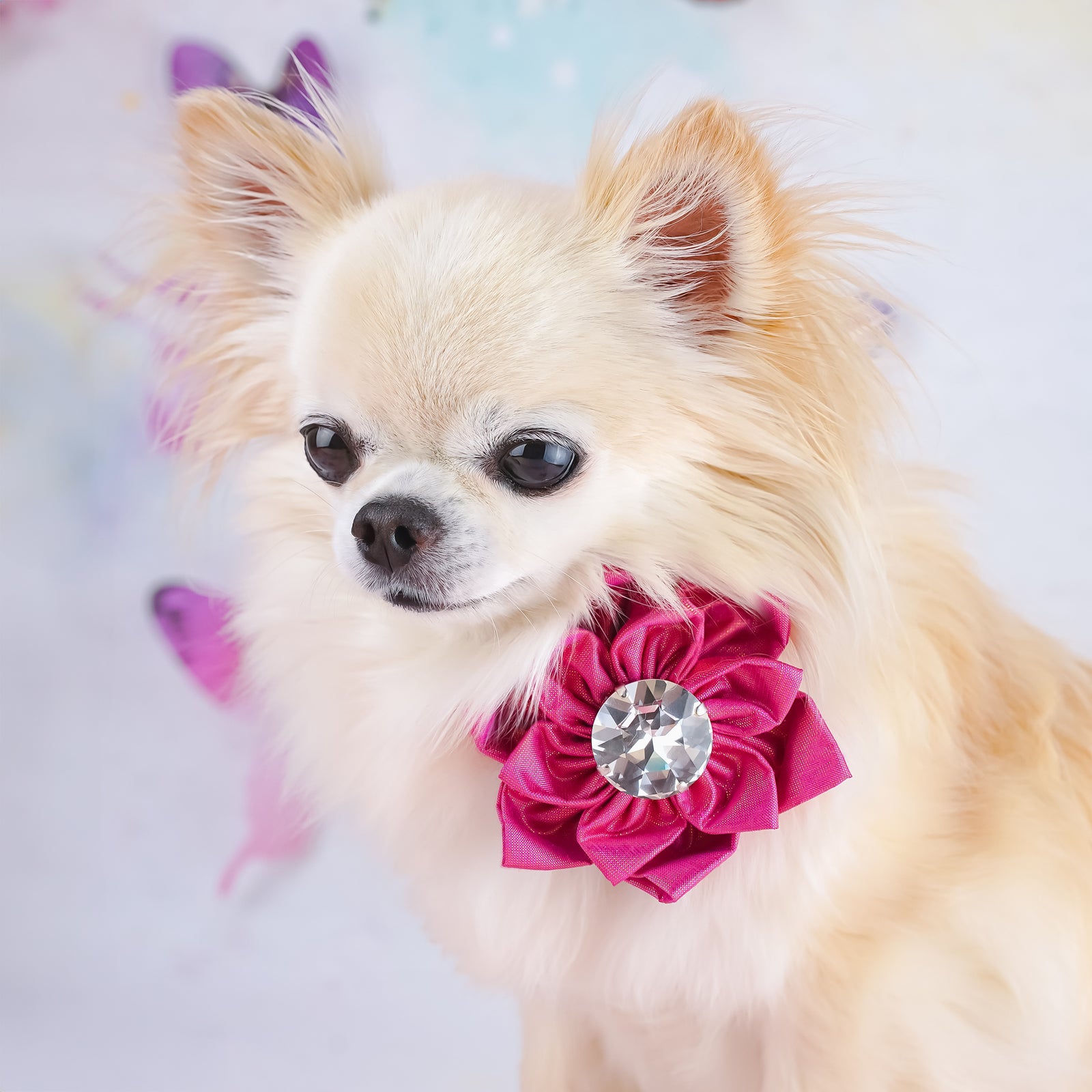 BCA Hollywood Silk Rose, Petite