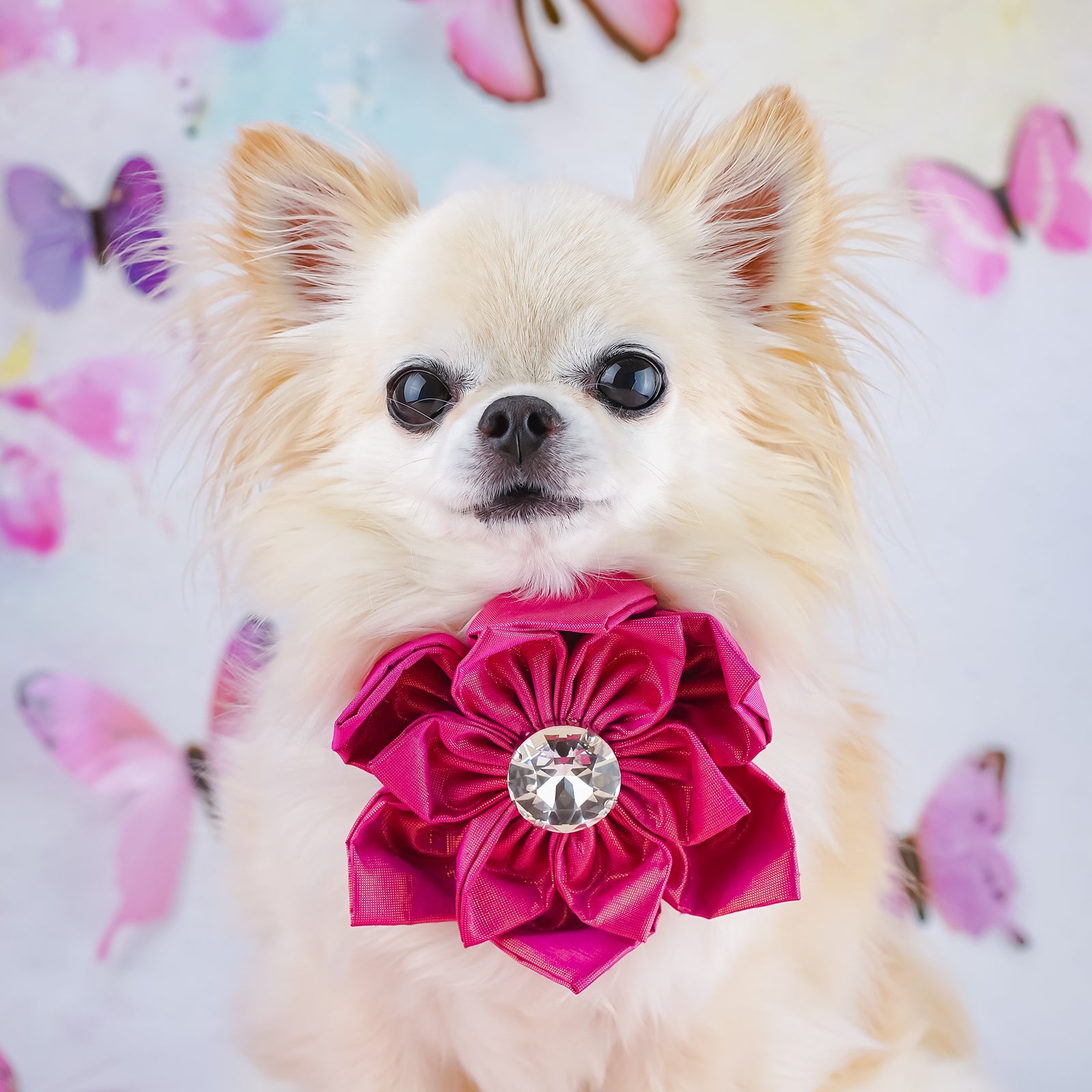 BCA 2025 Hollywood Silk Rose, Medium