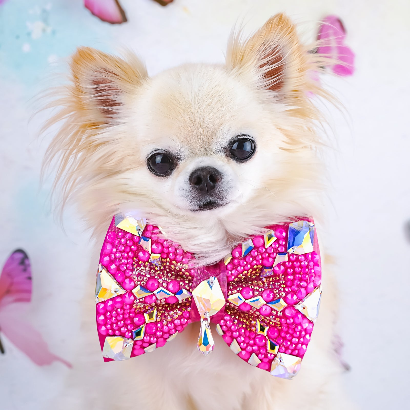 BCA VIP Gizmo Bow, Medium