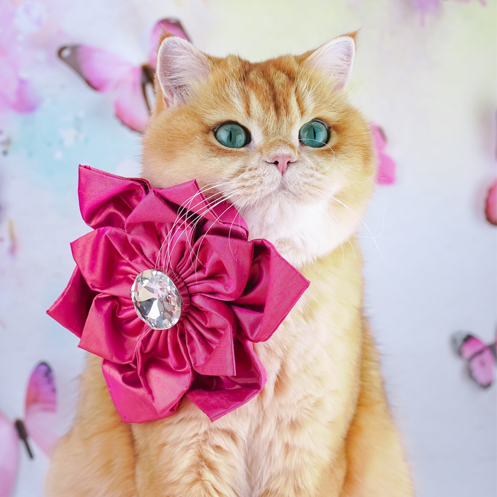 BCA 2025 Hollywood Silk Rose, Grand