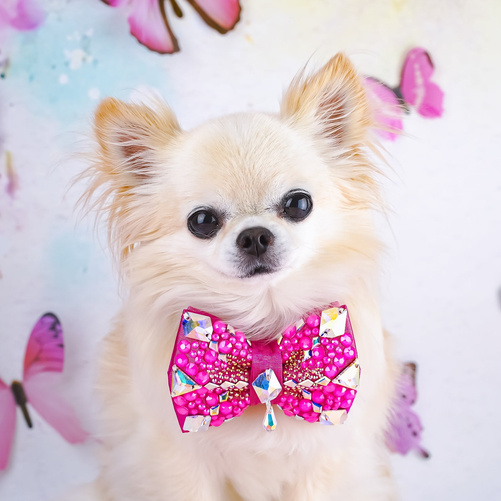 BCA VIP Gizmo Bow, Petite