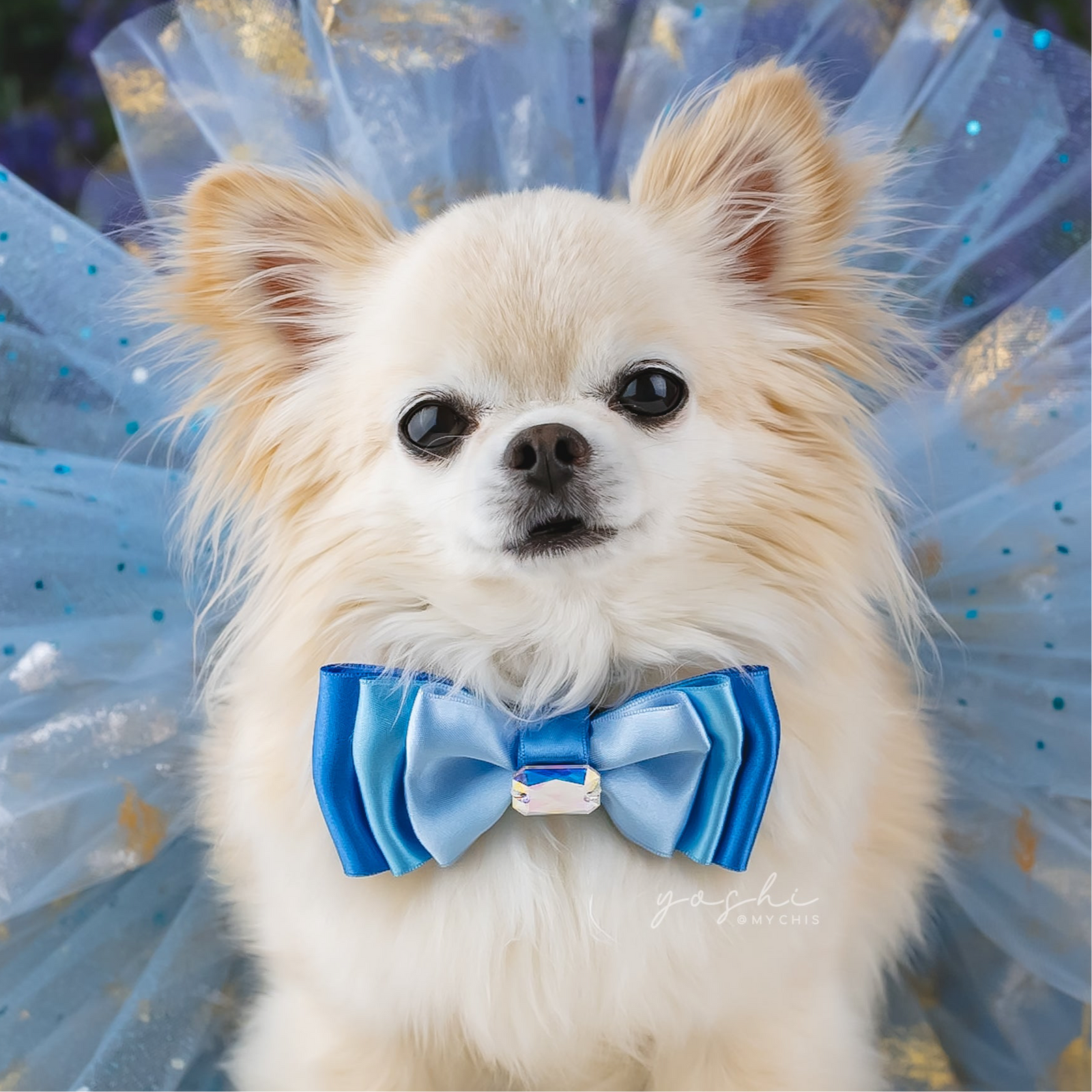 Bluebells Amara Bow, Petite