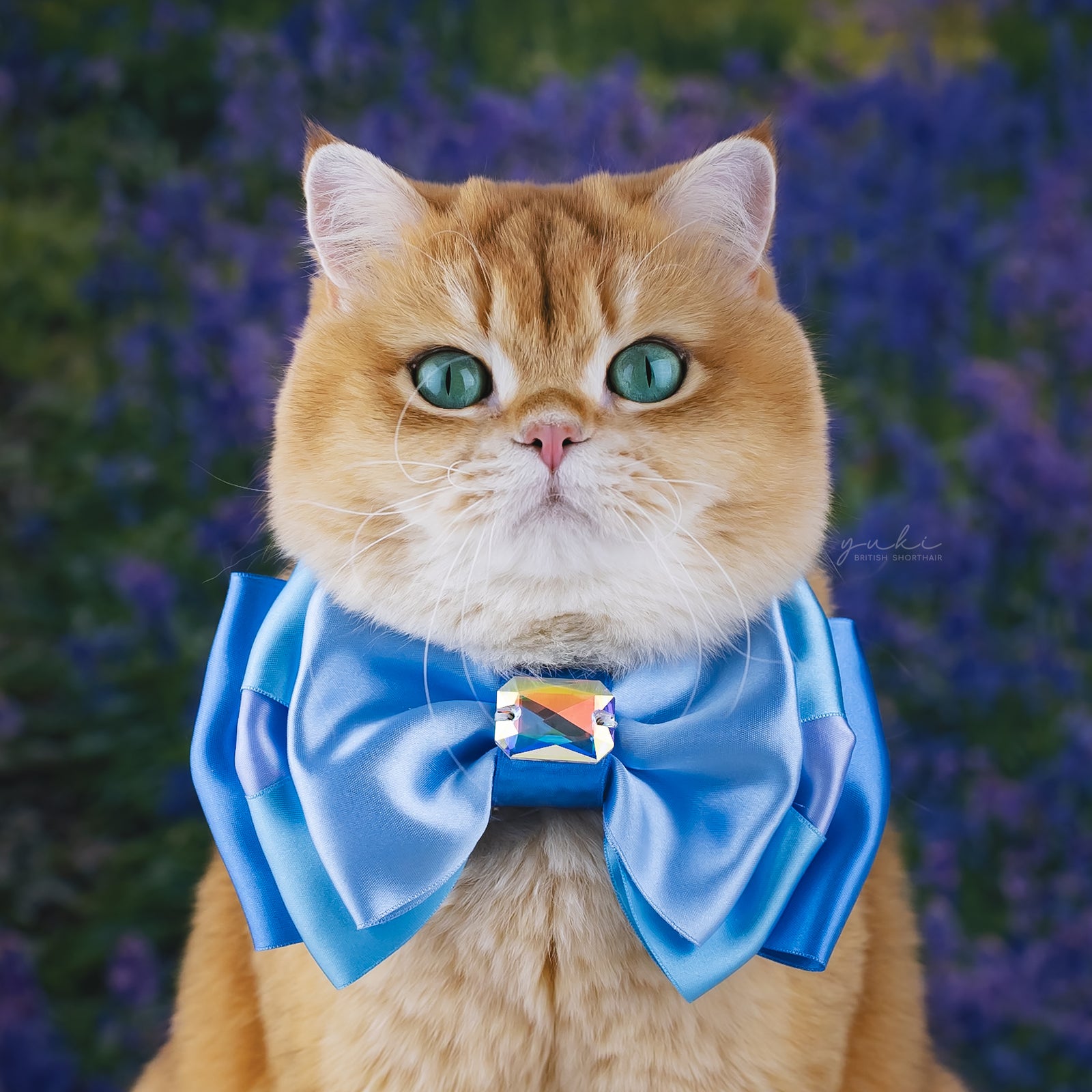 Bluebells Amara Bow, Medium