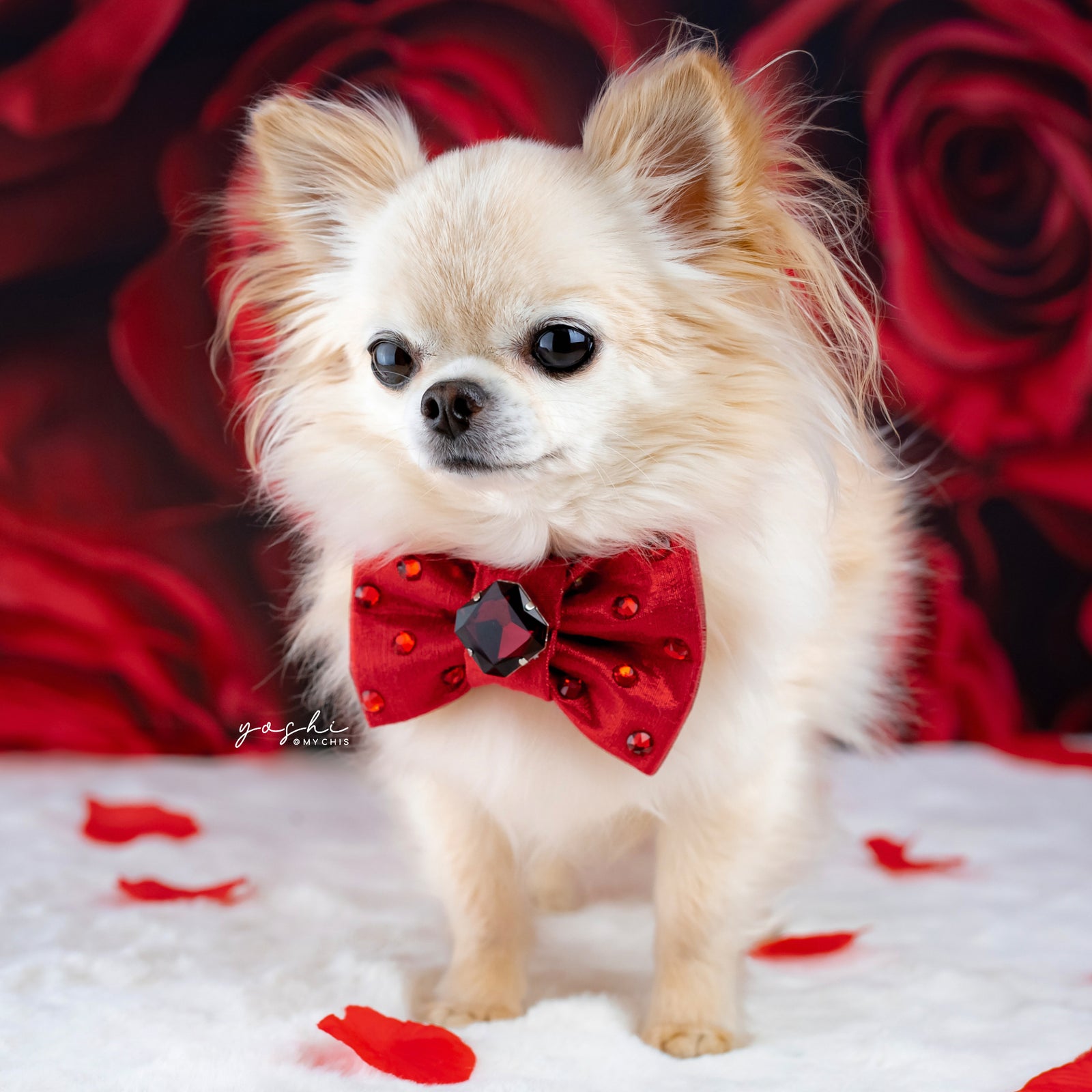 Ruby Rose Reversible Bejewelled Bow, Petite