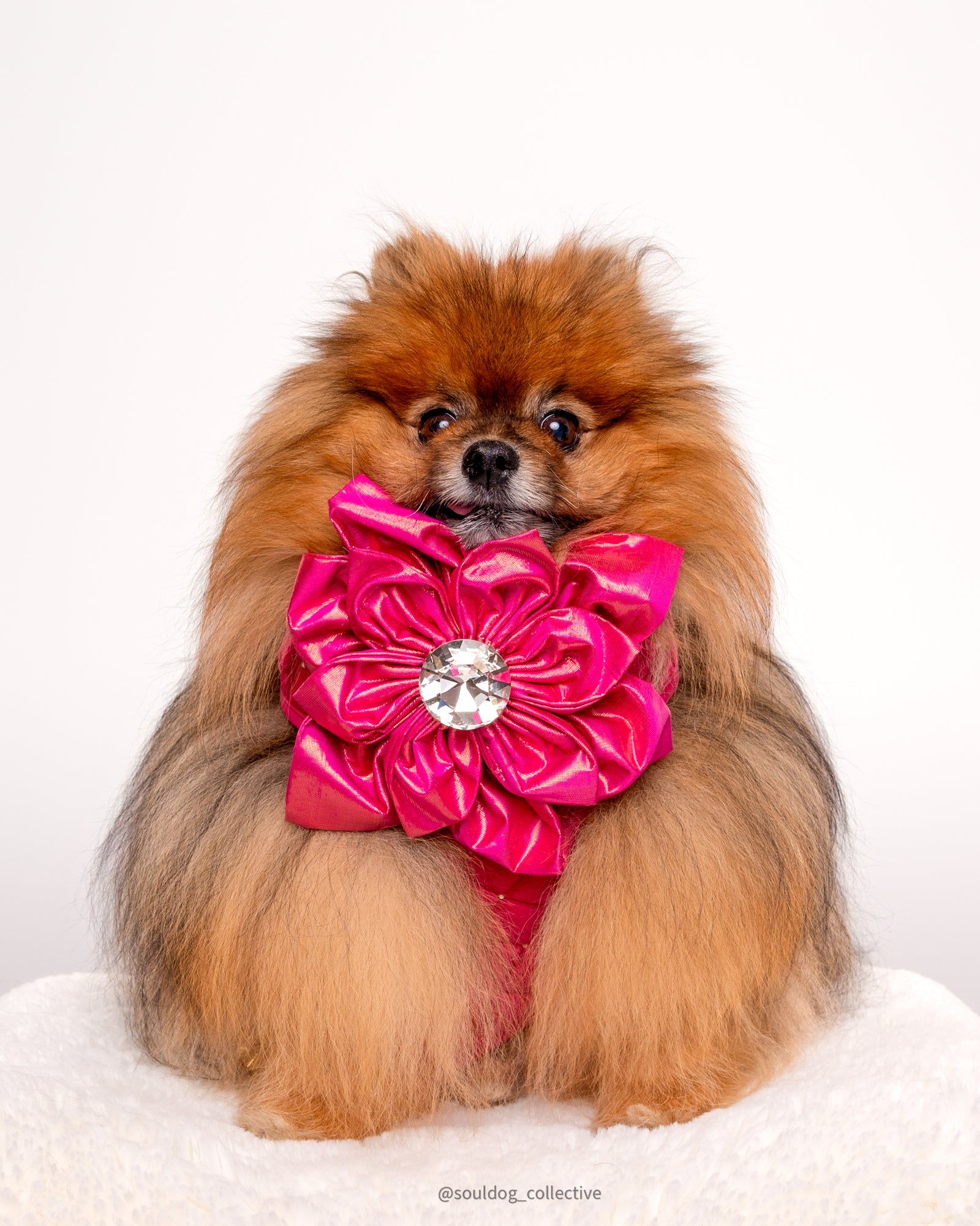 BCA 2025 Hollywood Silk Rose, Grand