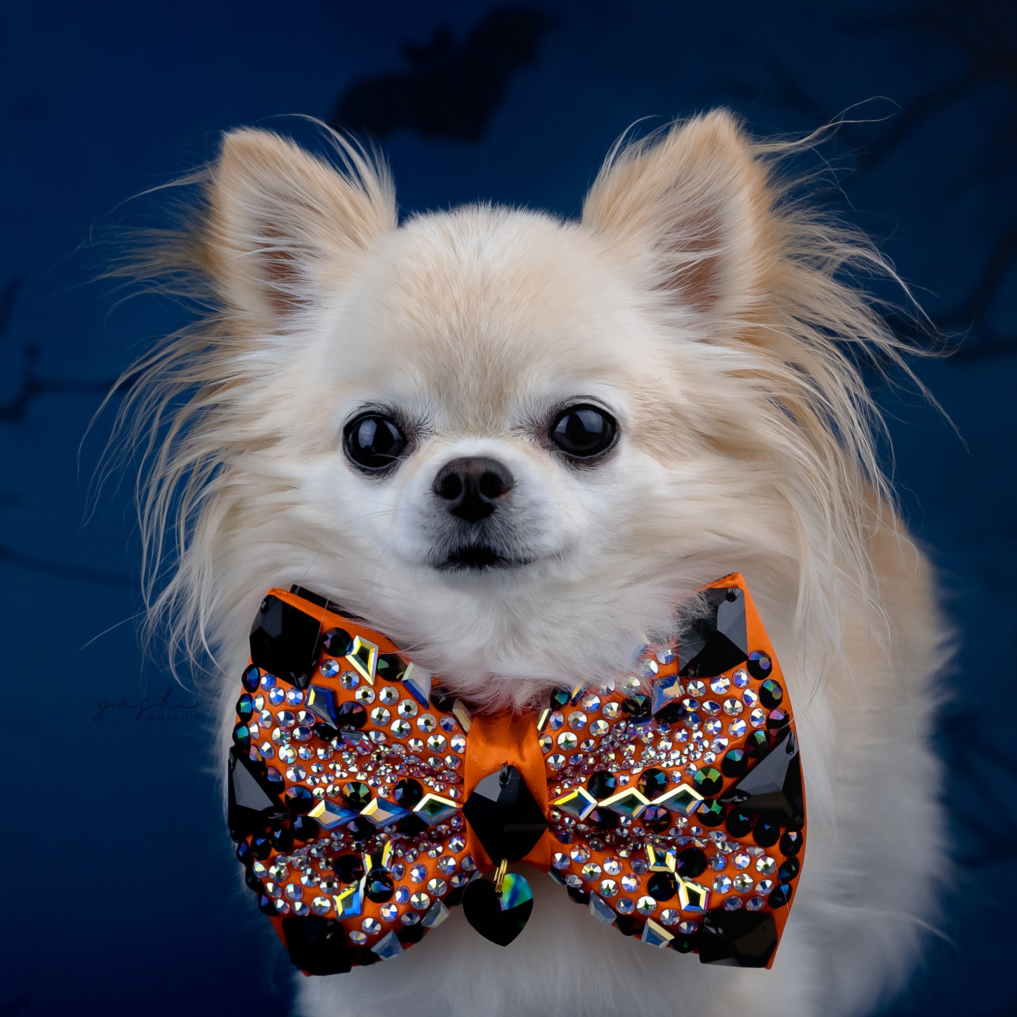 Spooktacular VIP Gizmo Bow, Medium