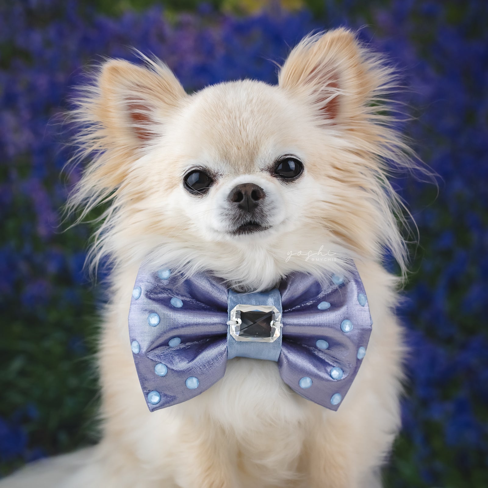 Bluebells Bejewelled Reversible Bow, Medium