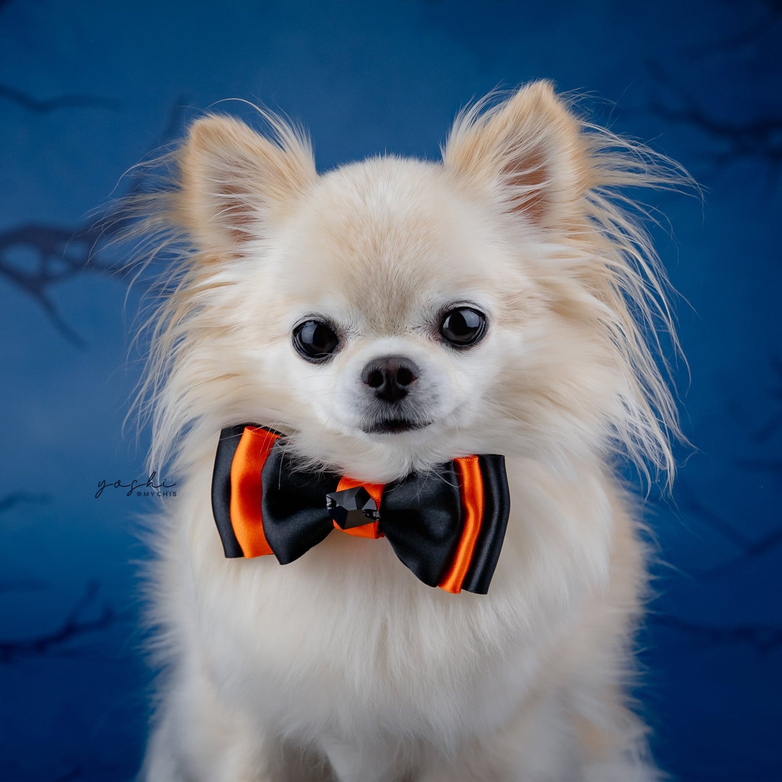 Spooktacular 2025 Amara Bow, Petite