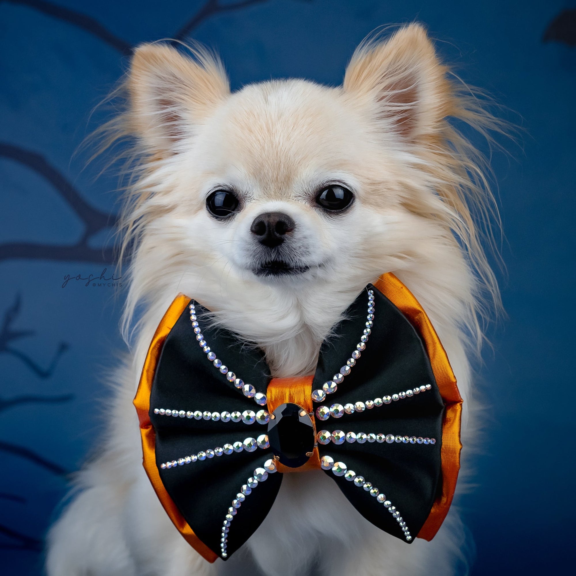 Spooktacular 2025 Spider Bow, Medium