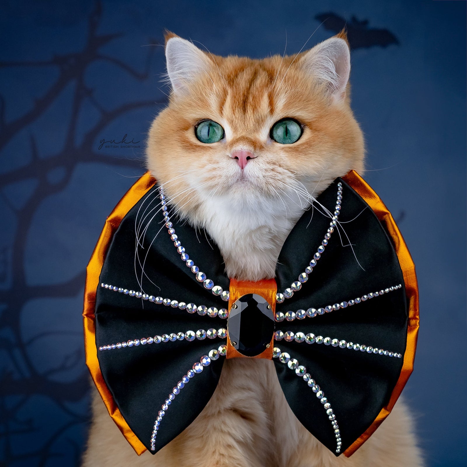 Spooktacular 2025 Spider Bow Grand