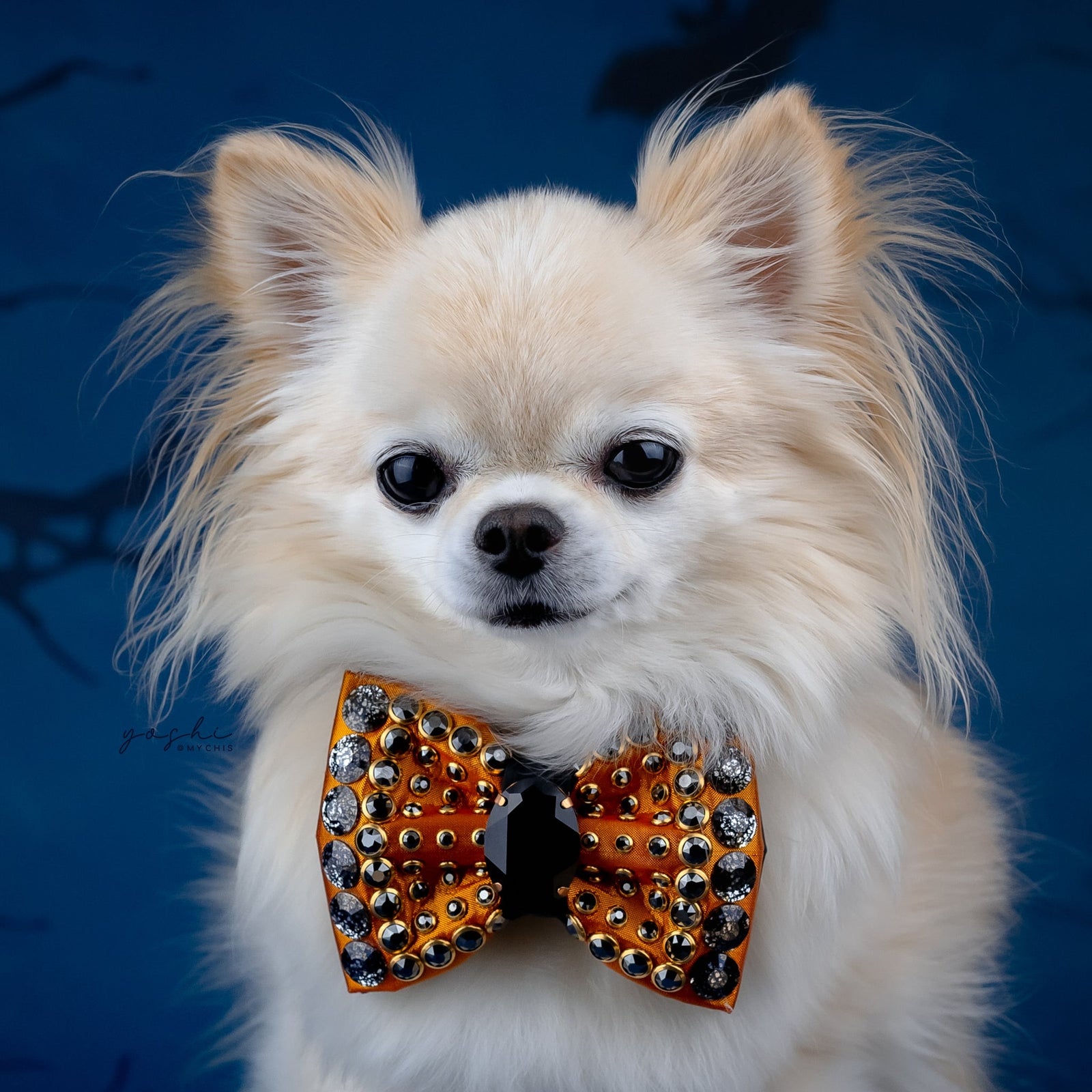 Spooktacular 2025 VIP Monarch Bow, Petite