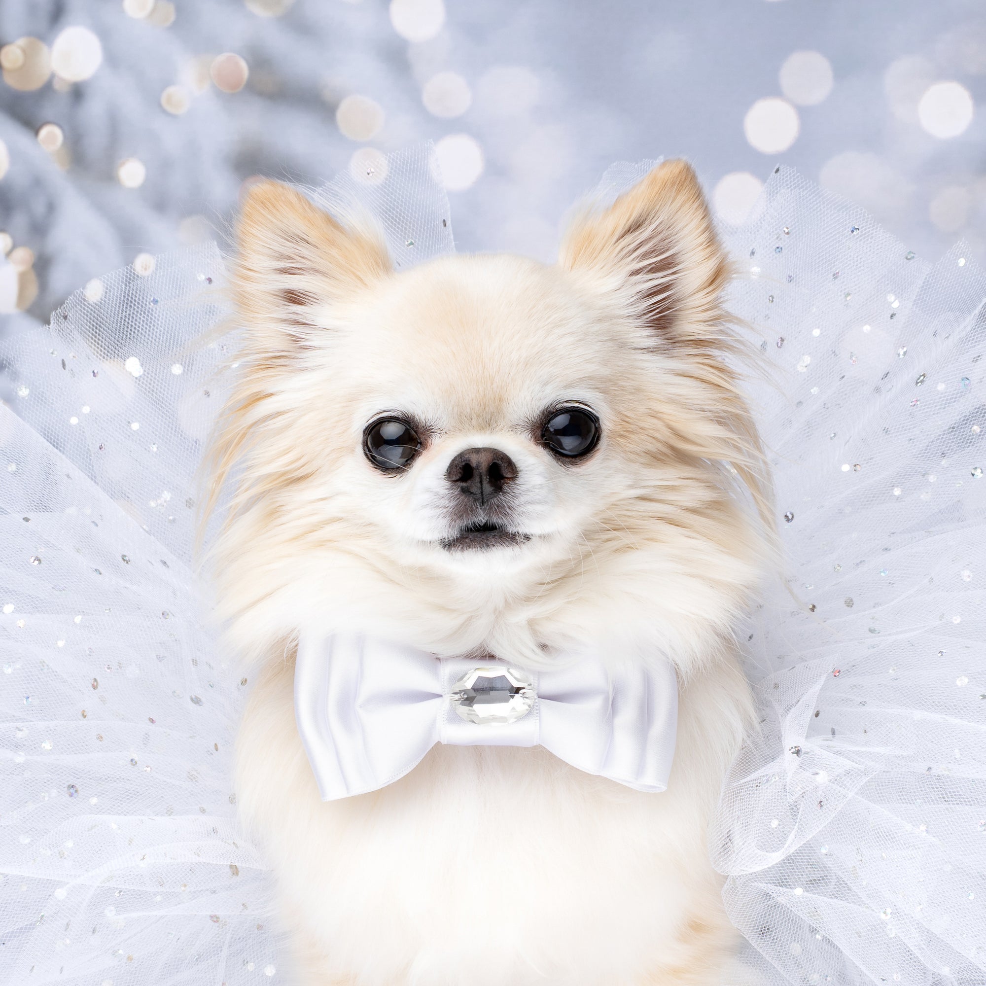 Let it Snow 2025 Amara Bow, Petite