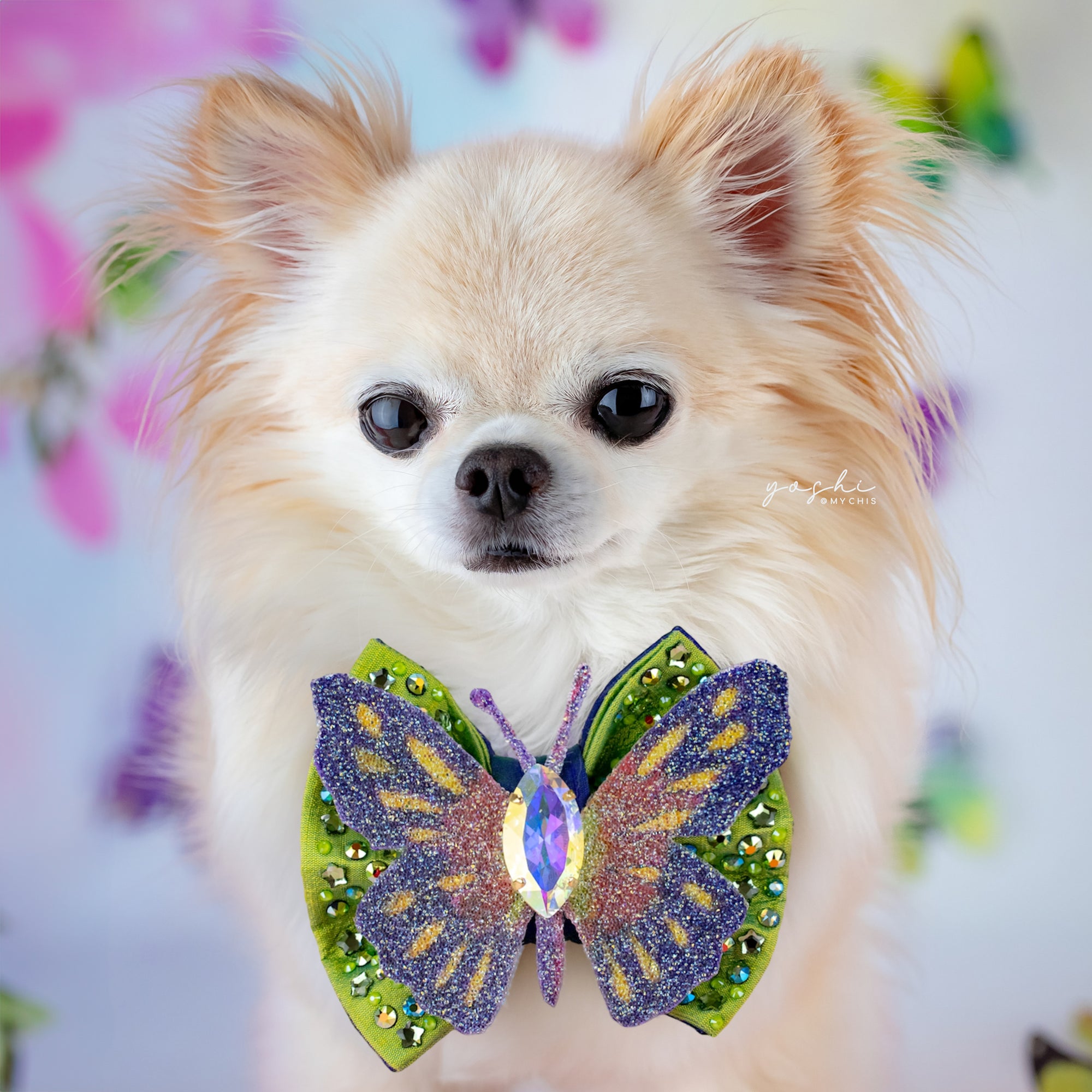 Papillon VIP Painted Lady Reversible, Petite