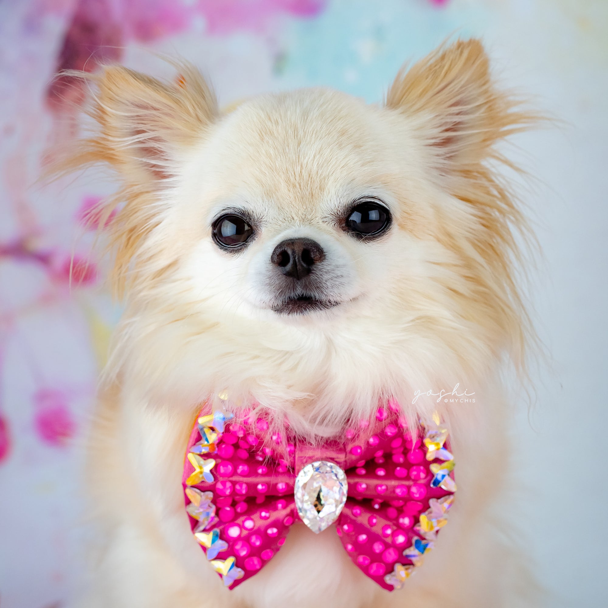 Papillon VIP Emperor Bow, in pink, Petite