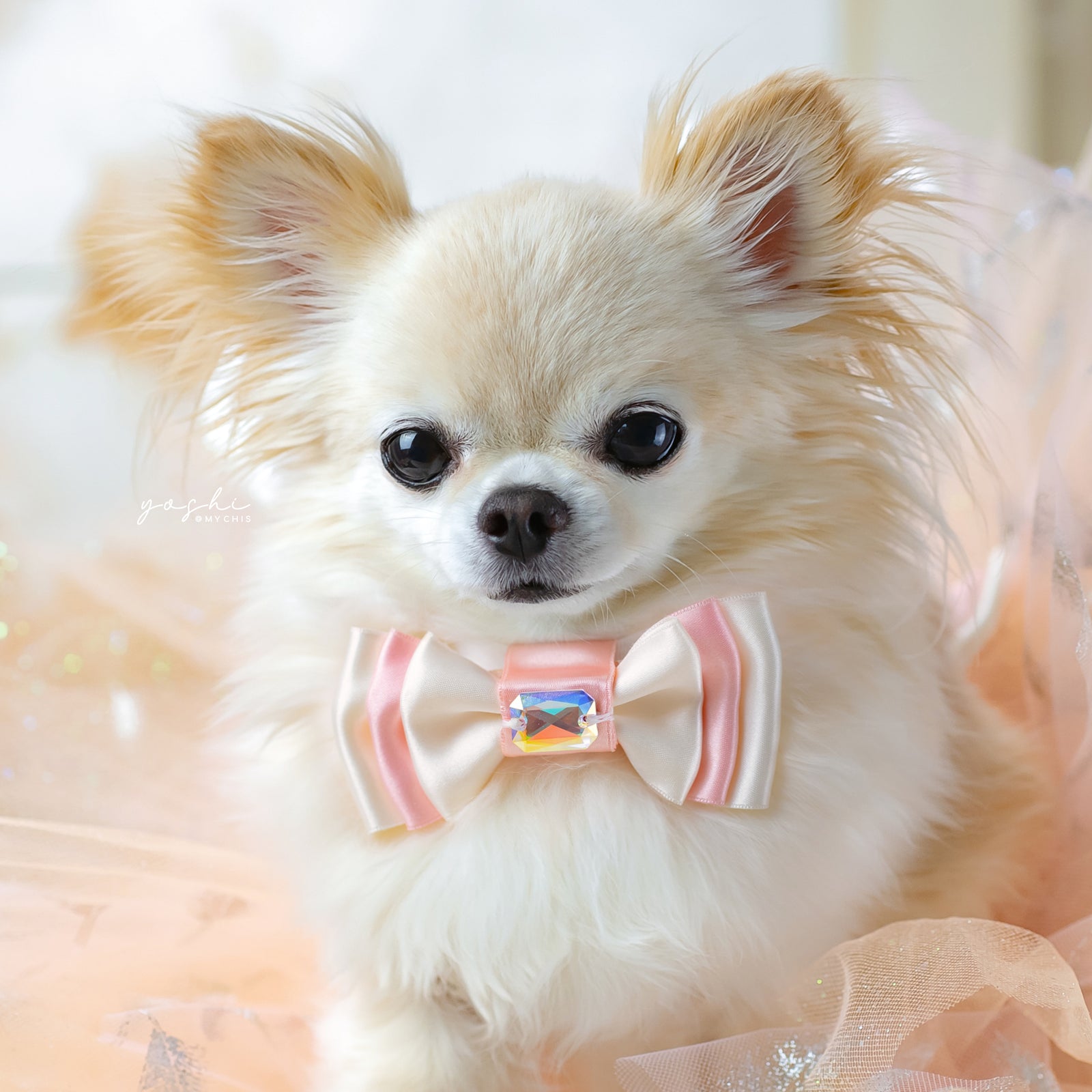 Peaches & Pearls Amara Bow, Petite, Cream
