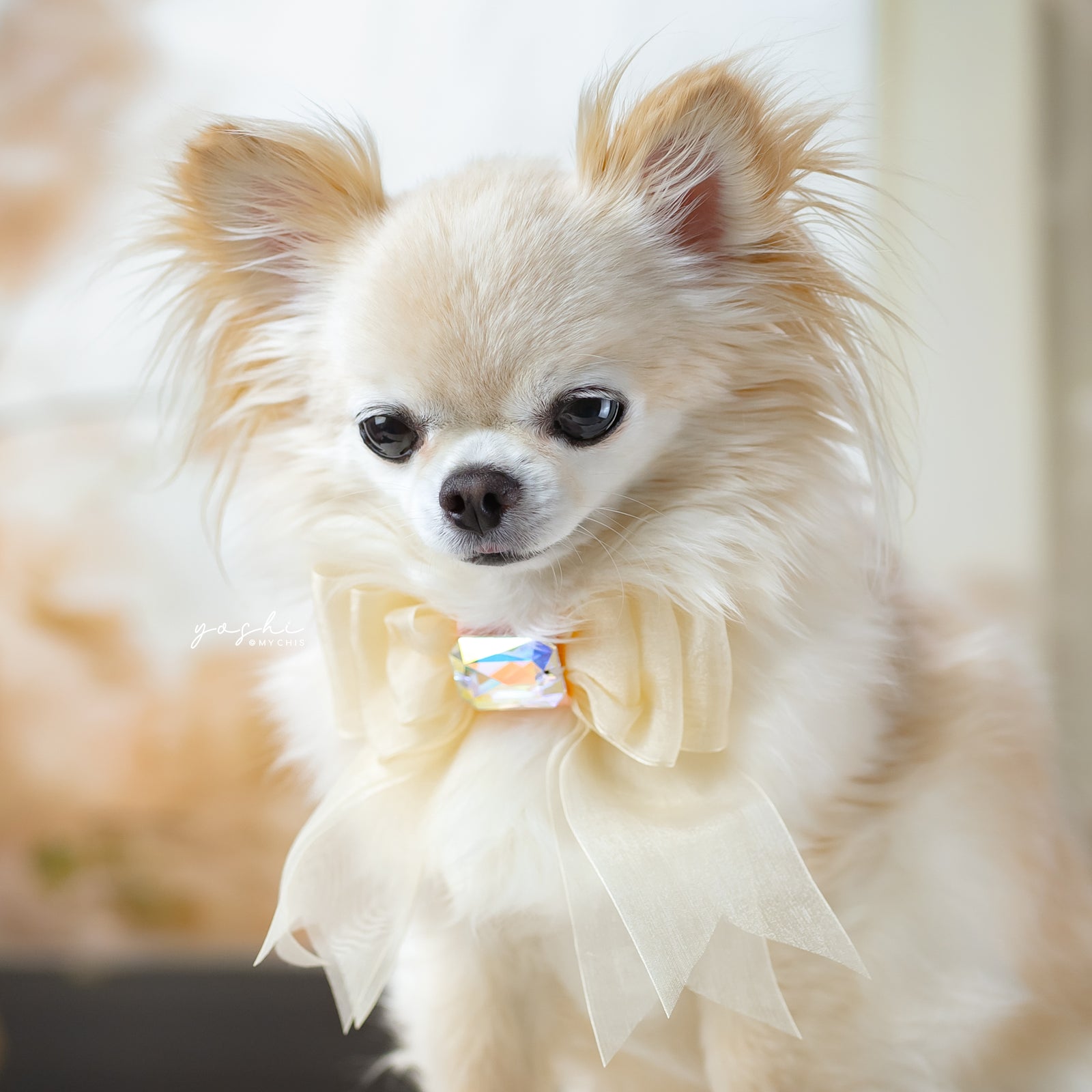 Peaches & Pearls Organza Cream Lafayette Bow, Petite