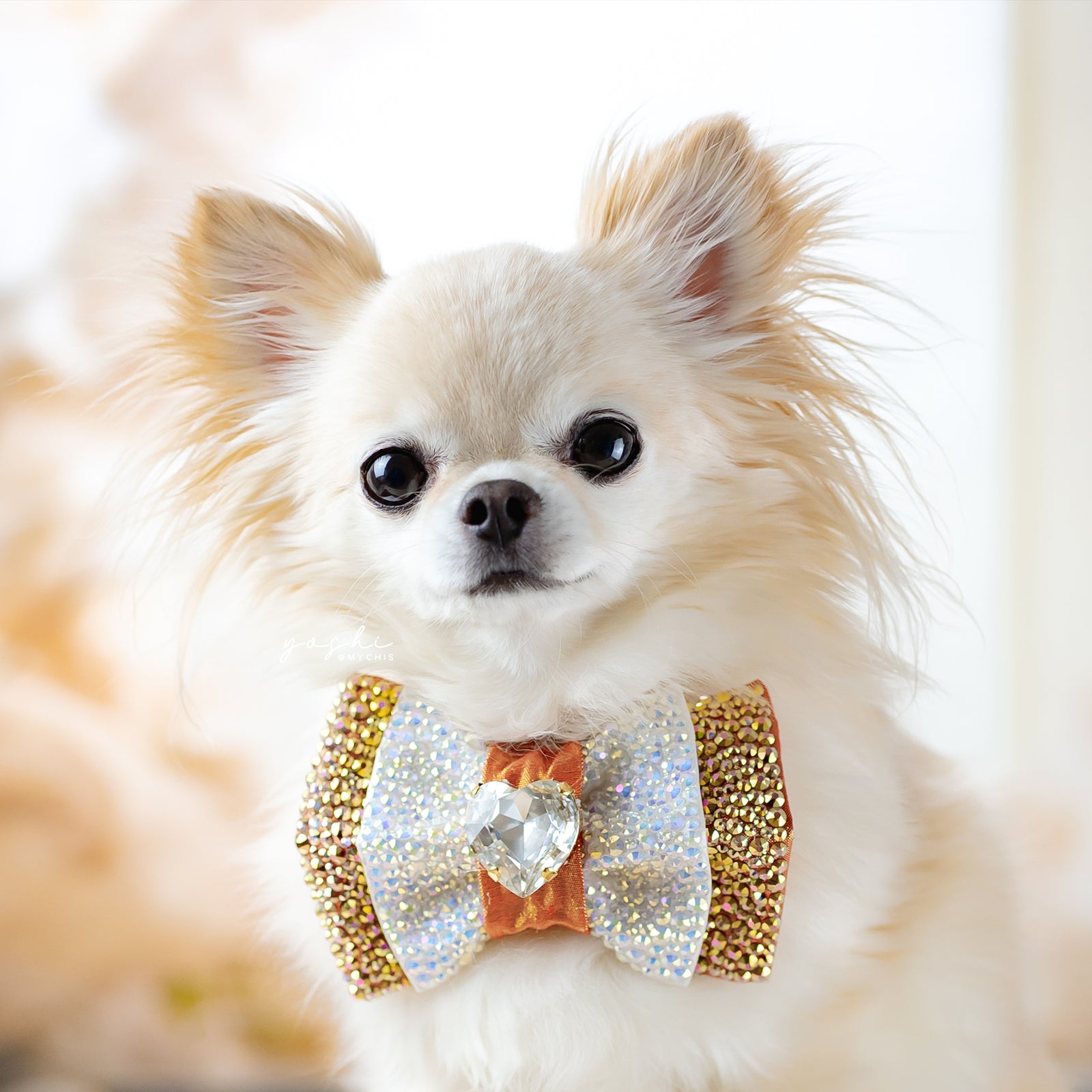 Peaches & Pearls VIP Puppy Love, Medium