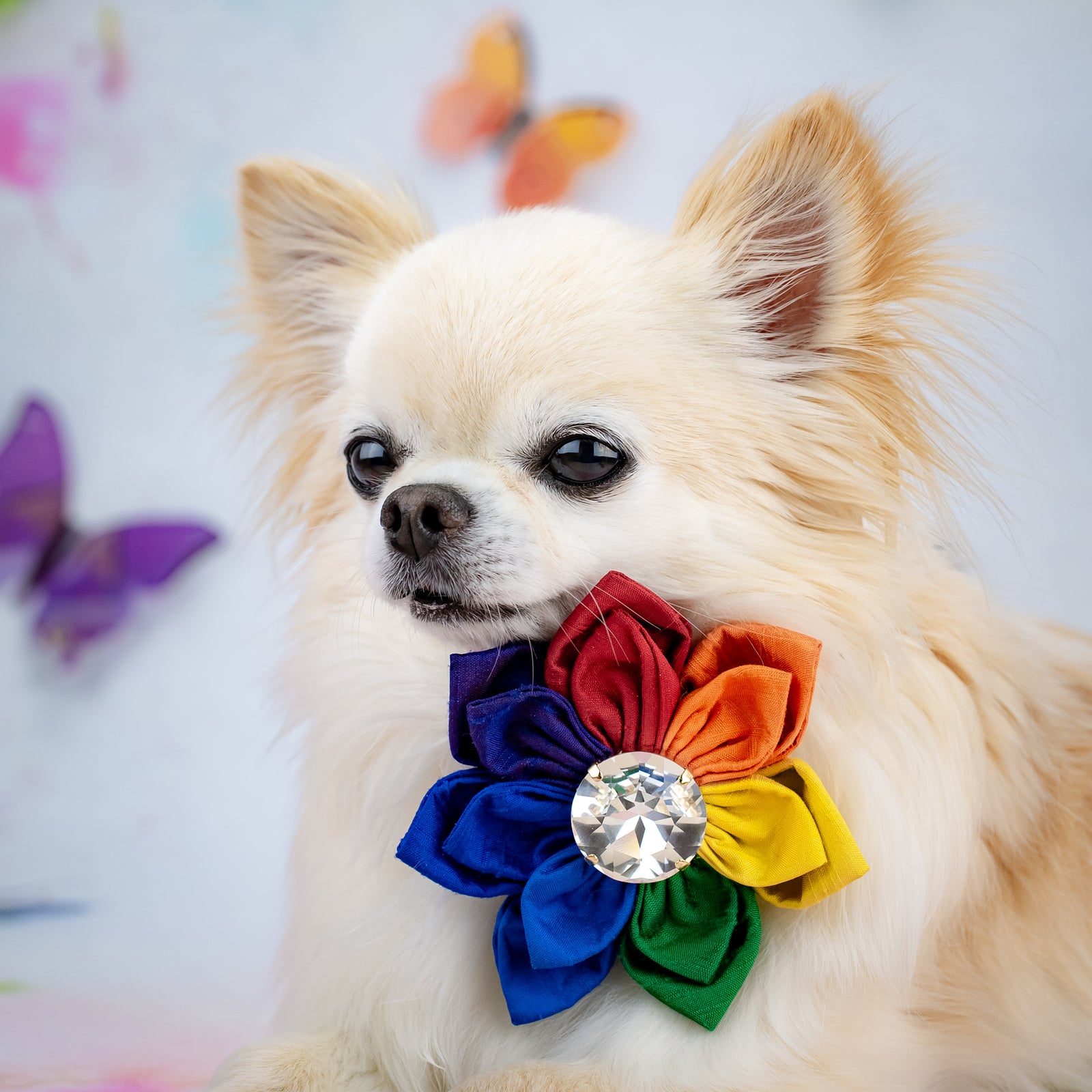 Hollywood Pride 2026 Silk Rose, Petite