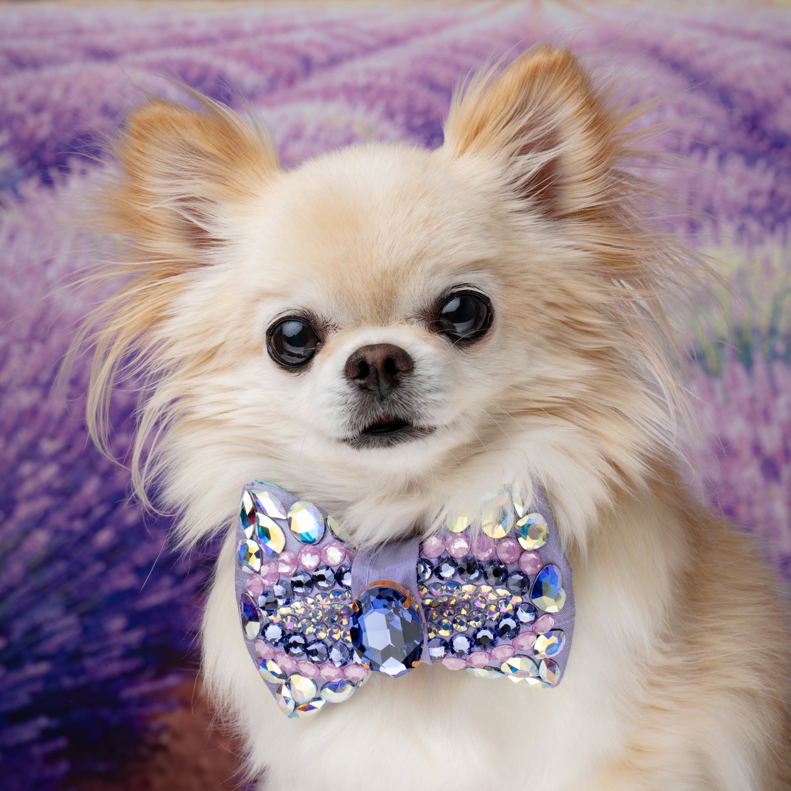 Provence VIP Bijoux Bow, Lavender, Petite