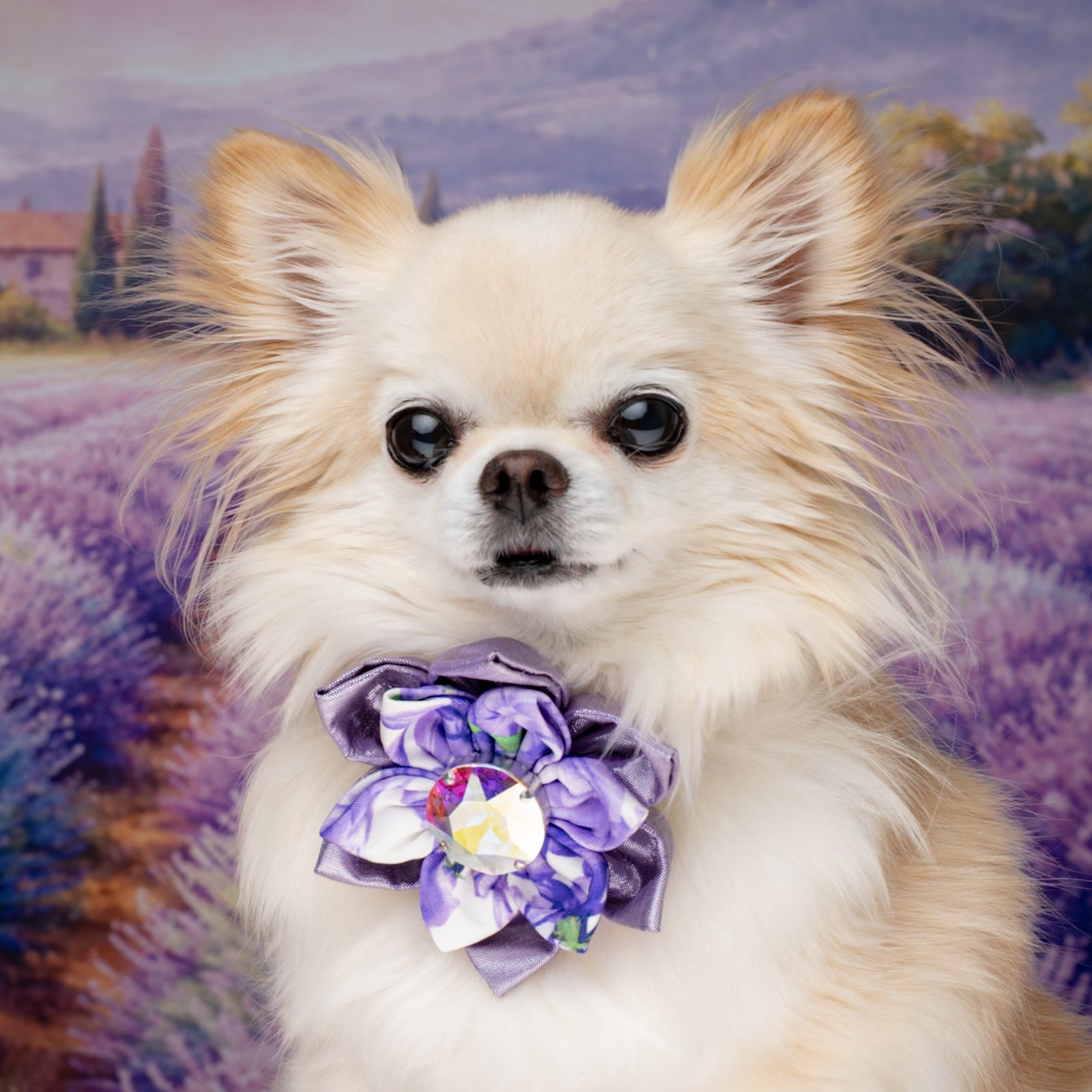 Provence Hollywood Silk Rose, Petite, Medium