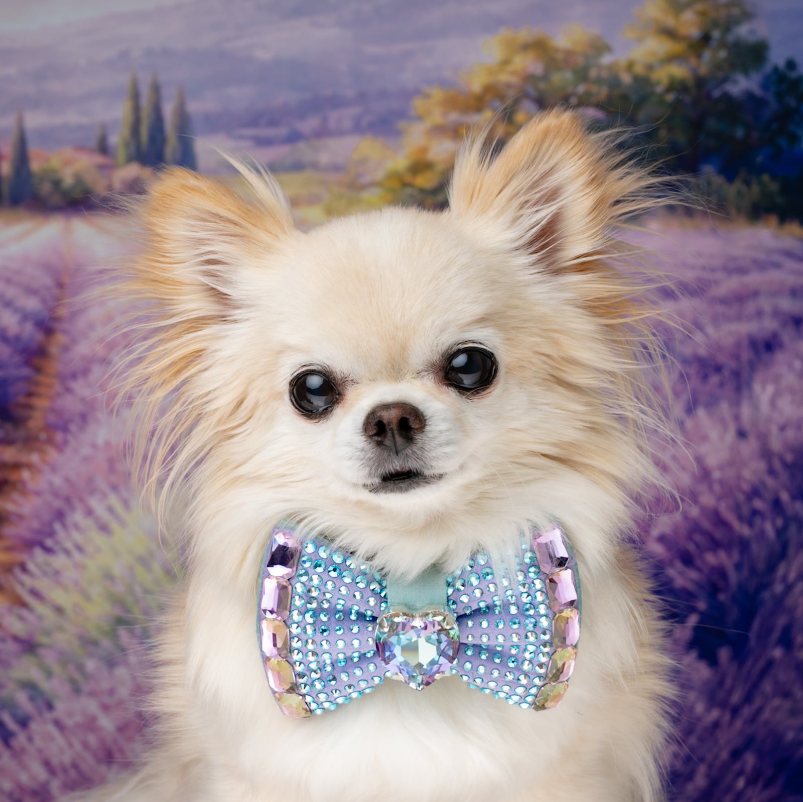 Provence VIP Monarch Bow, Lavender Petite