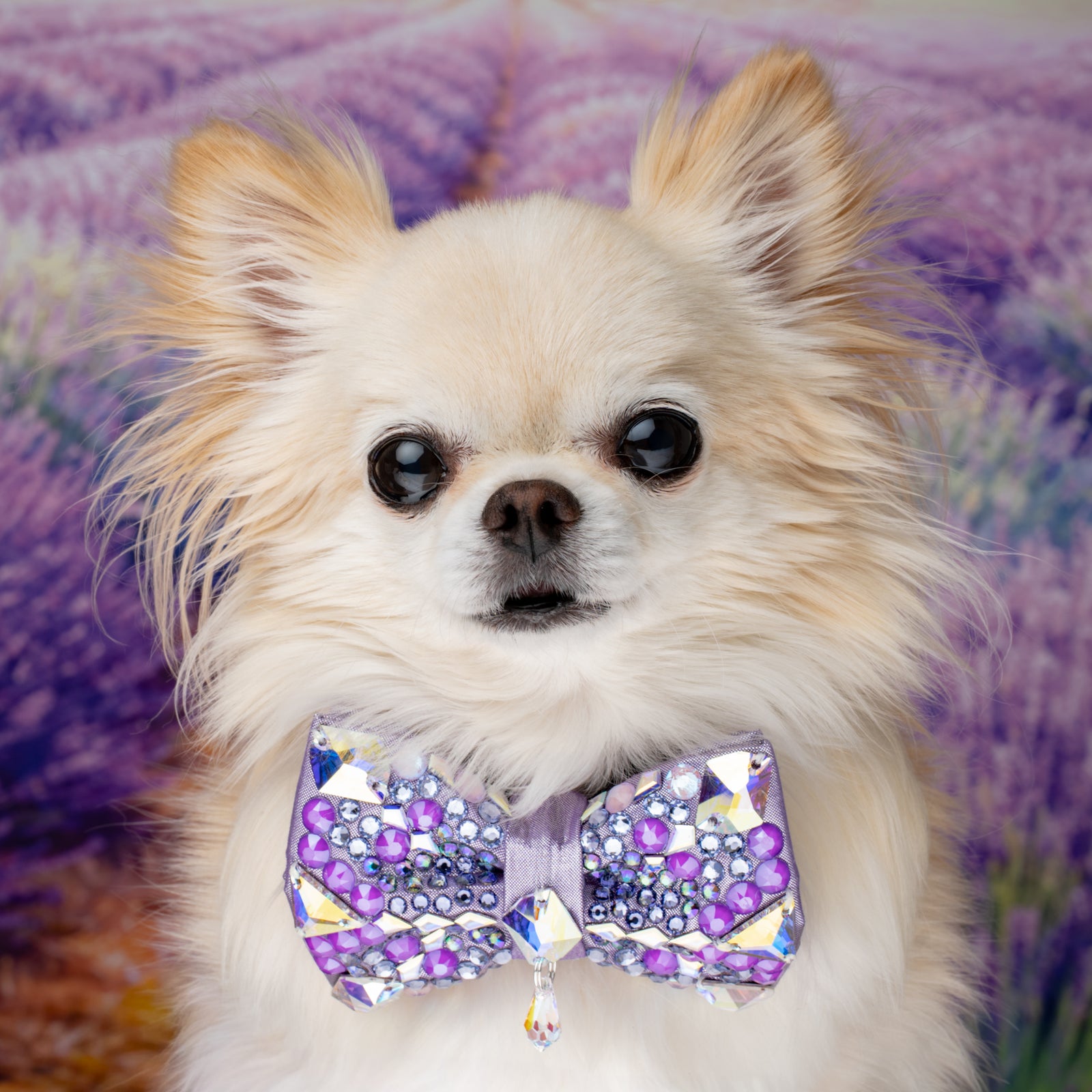 Provence VIP Gizmo Bow, , Lavender, Petite