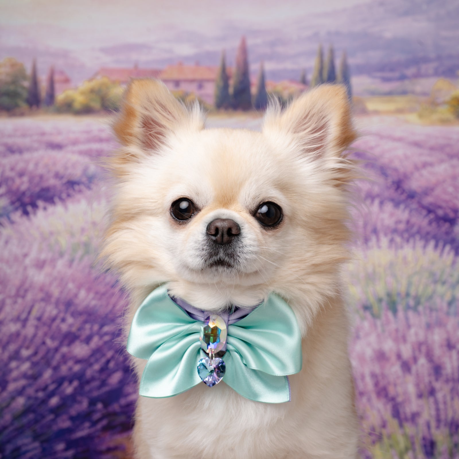 Provence Clara Bow, Ocean, Petite