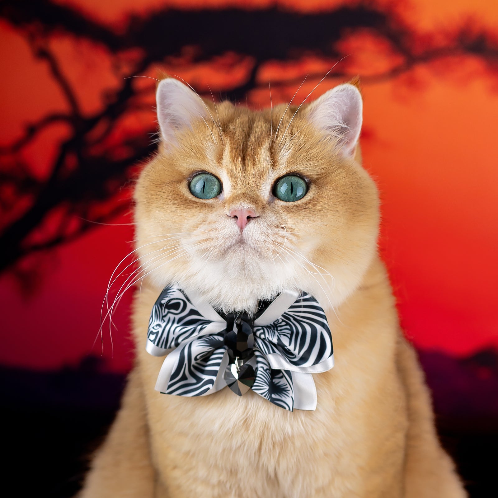 Serengeti Clara Bow Zebra, Petite